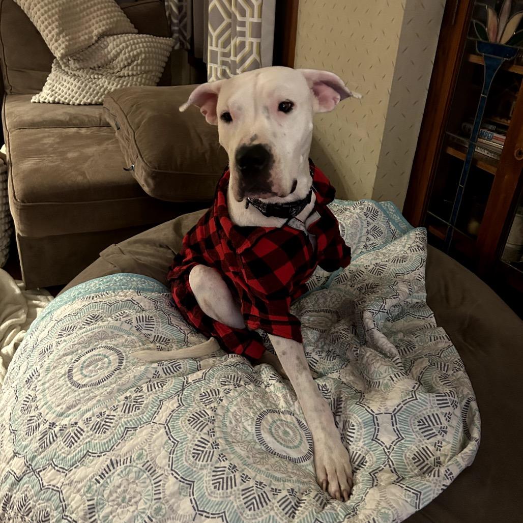 Enlarge Evita, a Adoptable mixed breed in Chicago, IL image 4/6