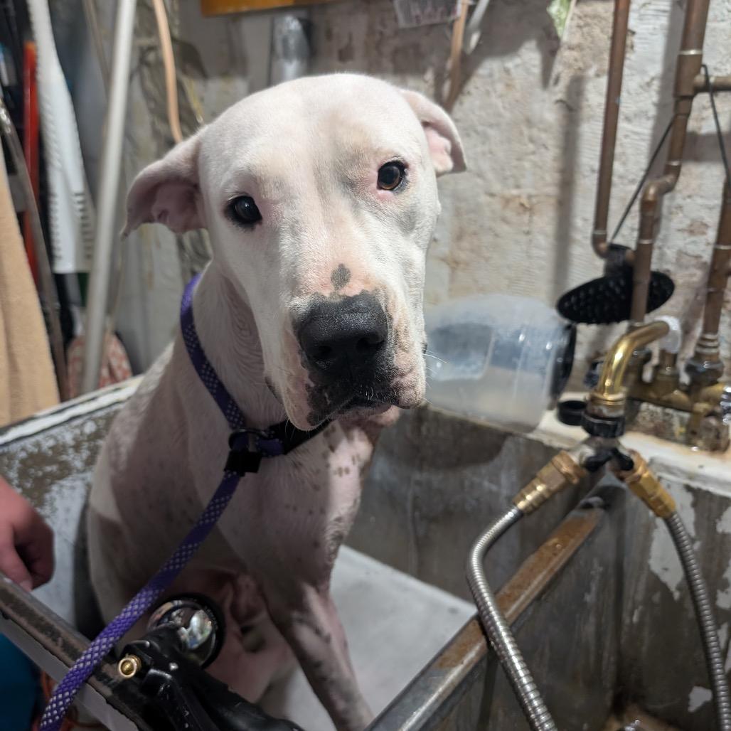 Enlarge Evita, a Adoptable mixed breed in Chicago, IL image 5/6