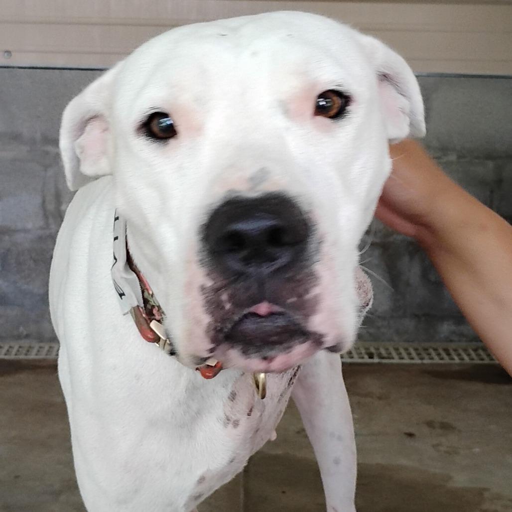 Enlarge Evita, a Adoptable mixed breed in Chicago, IL image 6/6