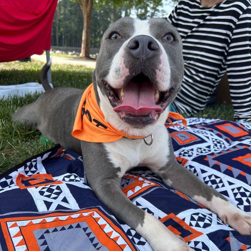 Enlarge Coogie, SO CUTE!  Adorable blue/white young boy, a ADOPTABLE Pit Bull Terrier in Richmond, VA image 4/6