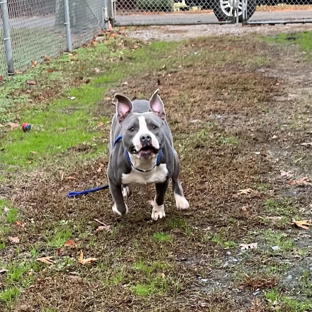Enlarge Coogie, SO CUTE!  Adorable blue/white young boy, a ADOPTABLE Pit Bull Terrier in Richmond, VA image 3/6