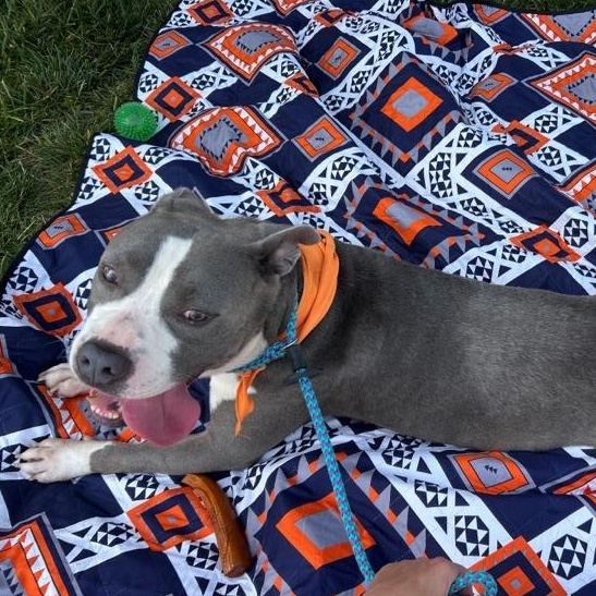 Enlarge Coogie, SO CUTE!  Adorable blue/white young boy, a ADOPTABLE Pit Bull Terrier in Richmond, VA image 3/6