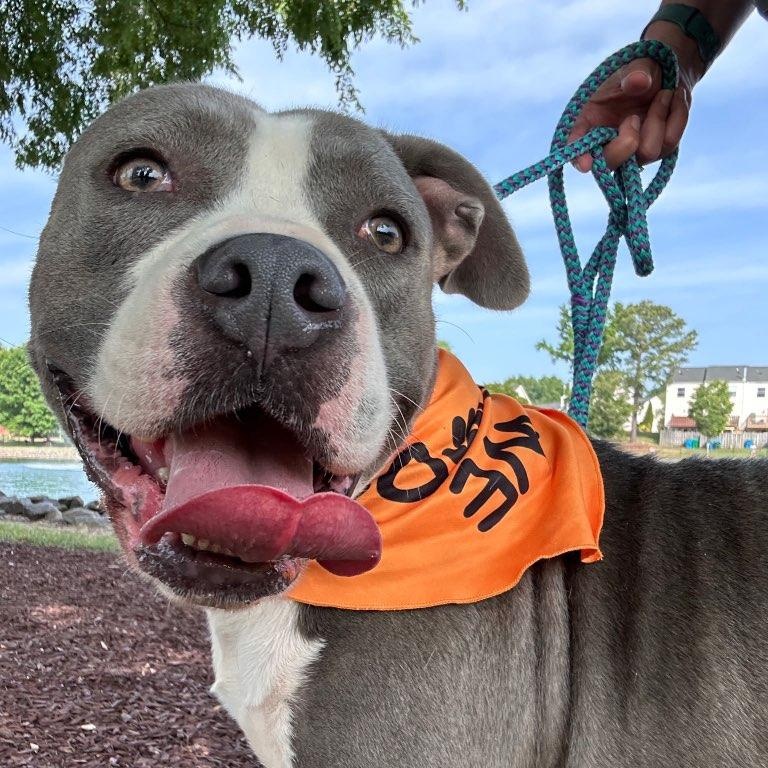 Enlarge Coogie, SO CUTE!  Adorable blue/white young boy, a ADOPTABLE Pit Bull Terrier in Richmond, VA image 2/6