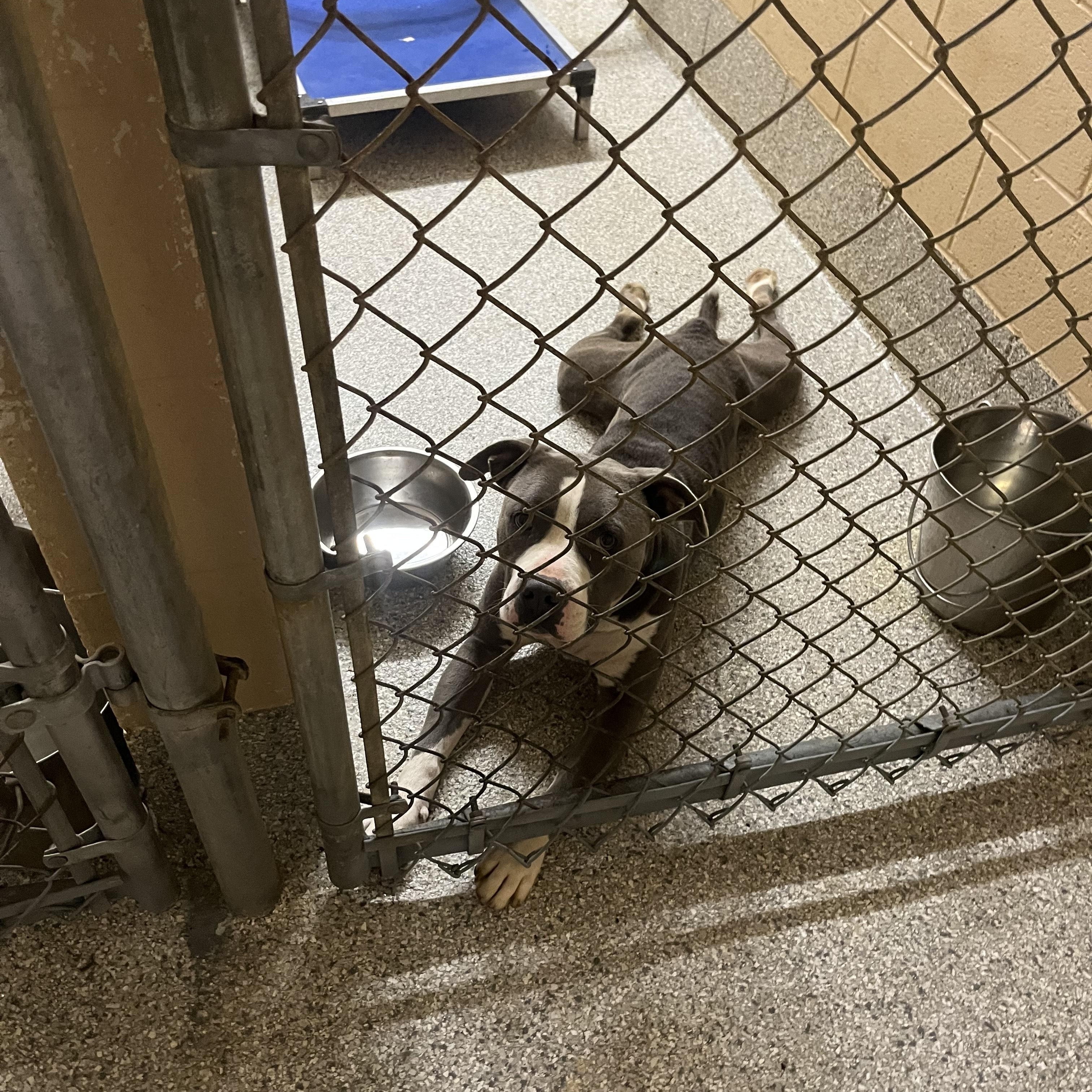 Enlarge Coogie, SO CUTE!  Adorable blue/white young boy, a ADOPTABLE Pit Bull Terrier in Richmond, VA image 6/6