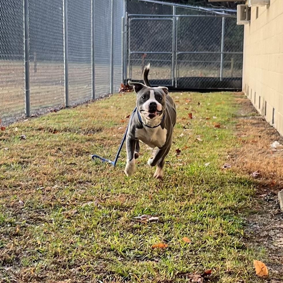 Enlarge Coogie, SO CUTE!  Adorable blue/white young boy, a ADOPTABLE Pit Bull Terrier in Richmond, VA image 2/6