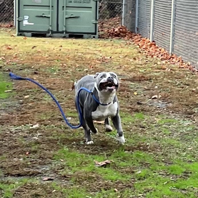 Enlarge Coogie, SO CUTE!  Adorable blue/white young boy, a ADOPTABLE Pit Bull Terrier in Richmond, VA image 5/6