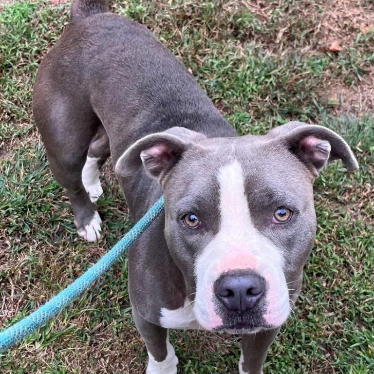 Enlarge Coogie, SO CUTE!  Adorable blue/white young boy, a ADOPTABLE Pit Bull Terrier in Richmond, VA image 4/6