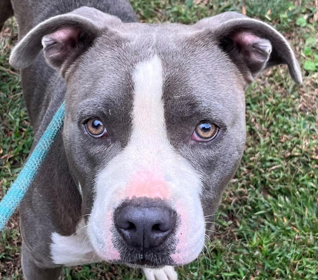 Coogie, SO CUTE!  Adorable blue/white young boy, ADOPTABLE, Young Male Pit Bull Terrier.