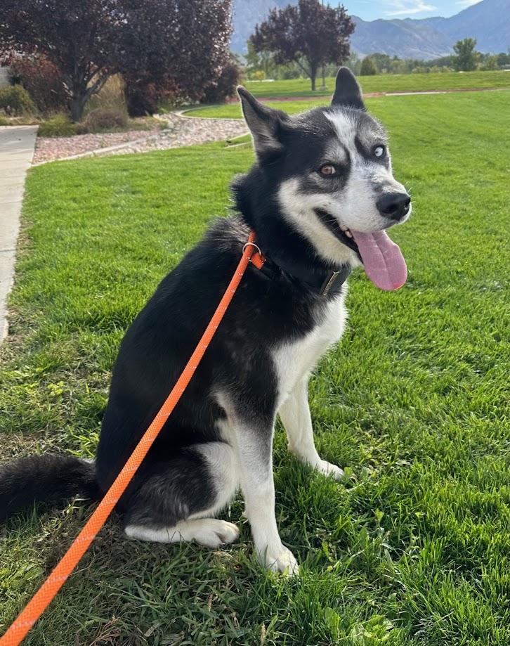 Enlarge Seth, a Adoptable Siberian Husky in Boise, ID image 5/5