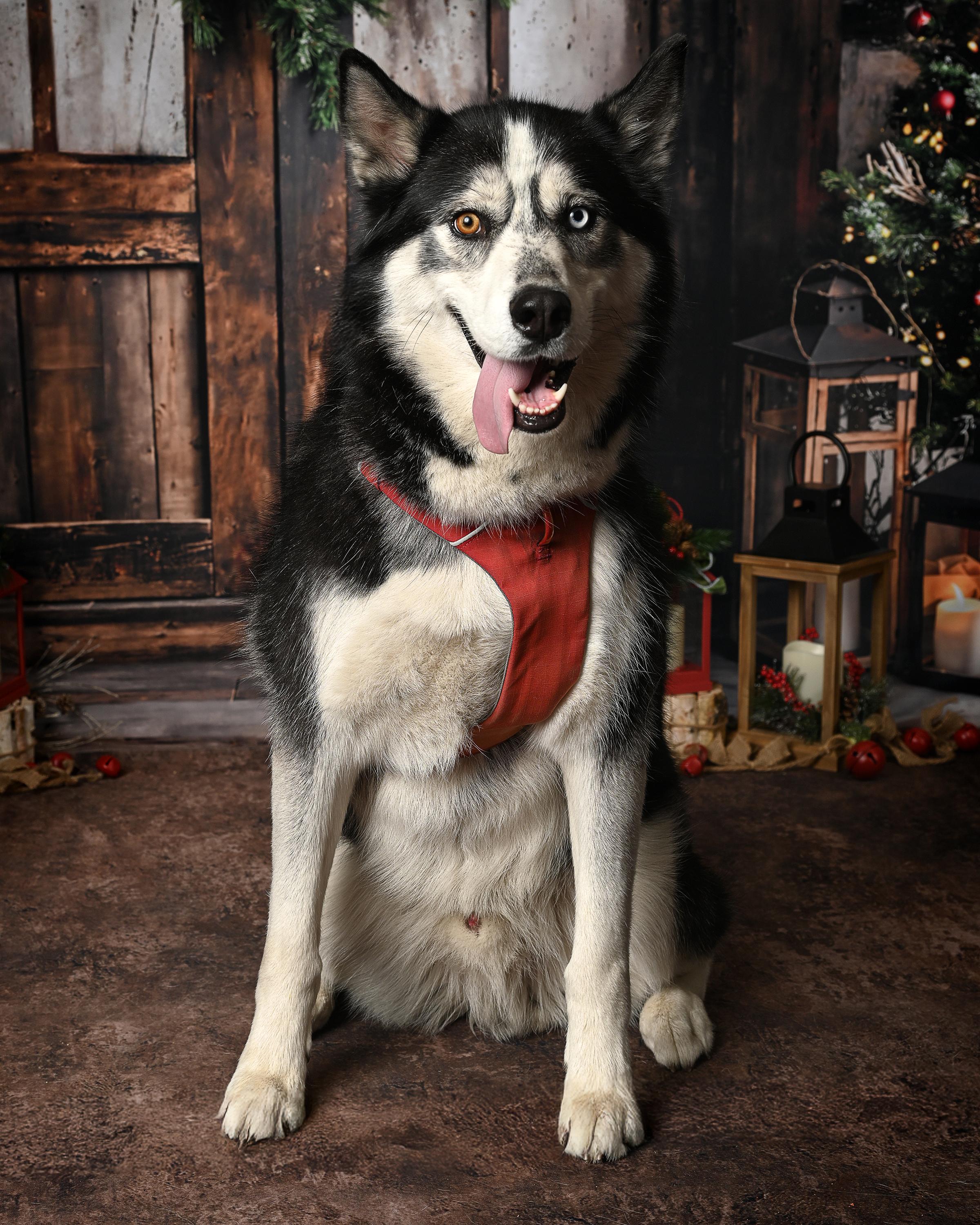 Seth, a Adoptable Siberian Husky in Boise, ID image 6/6