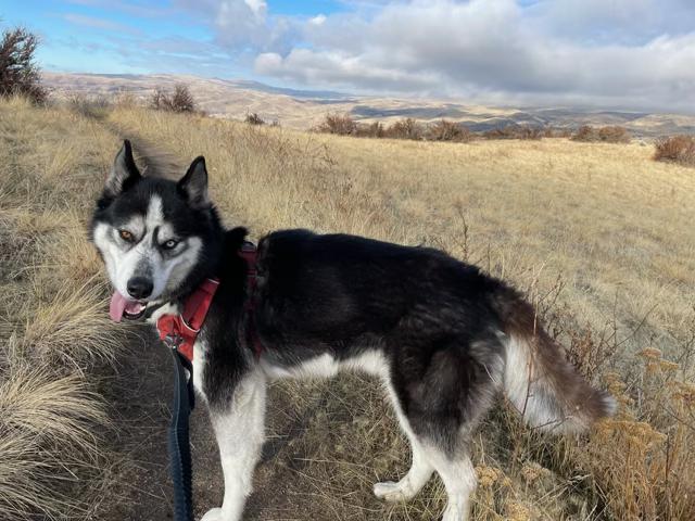 Seth, a Adoptable Siberian Husky in Boise, ID image 5/6