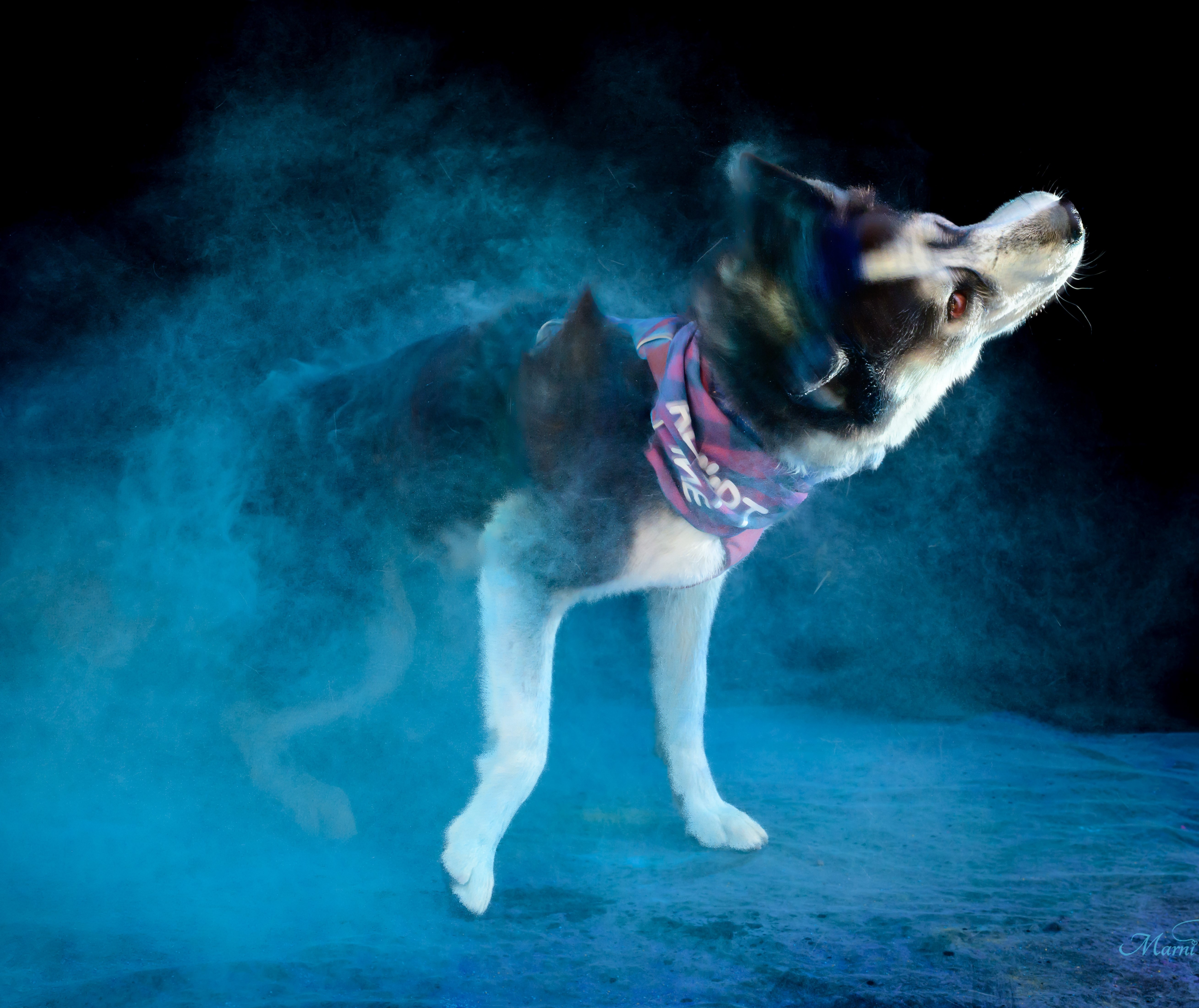 Enlarge Seth, a Adoptable Siberian Husky in Boise, ID image 4/5