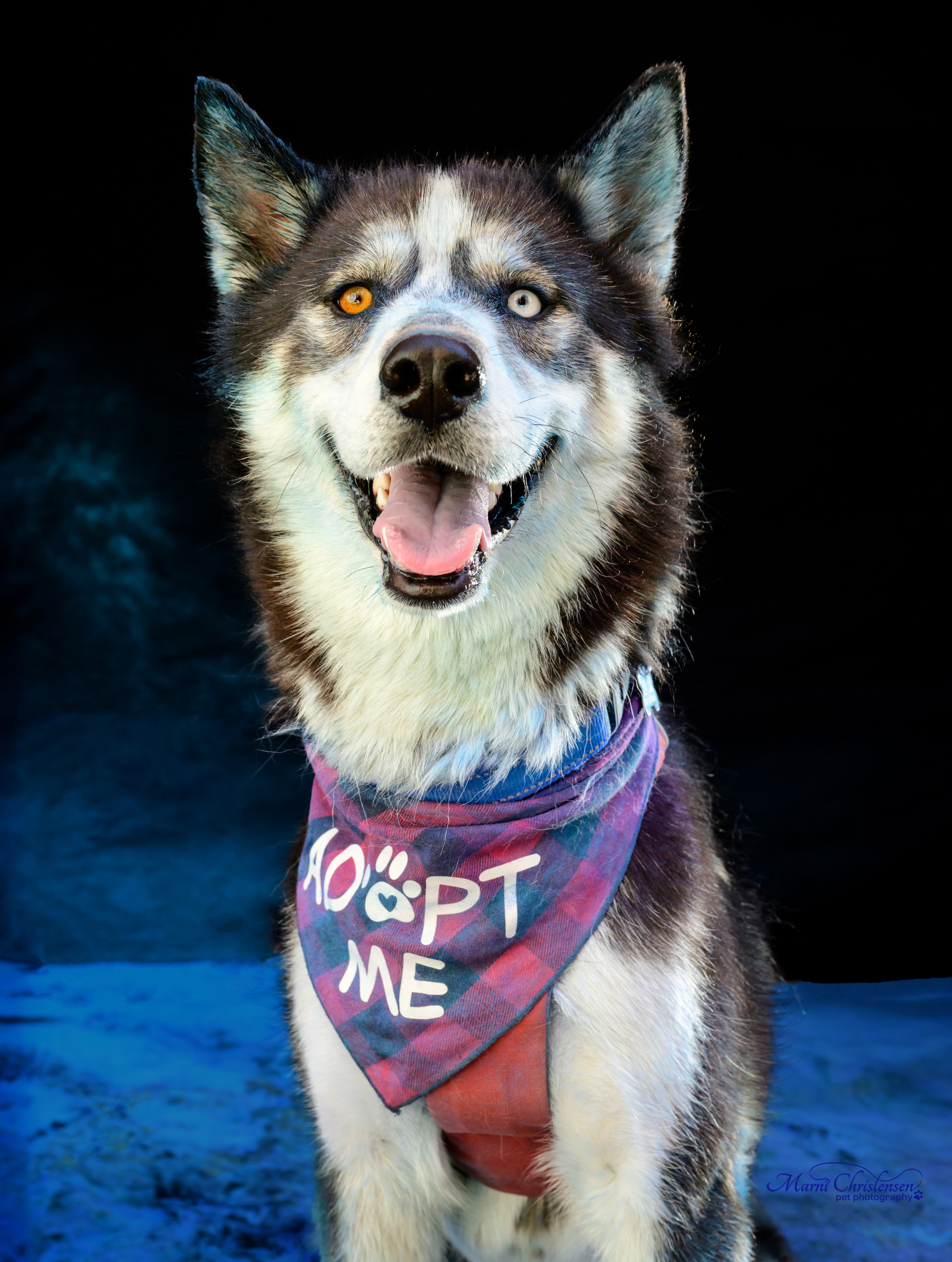 Enlarge Seth, a Adoptable Siberian Husky in Boise, ID image 3/5