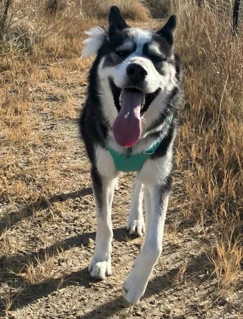 Seth, a Adoptable Siberian Husky in Boise, ID image 2/6