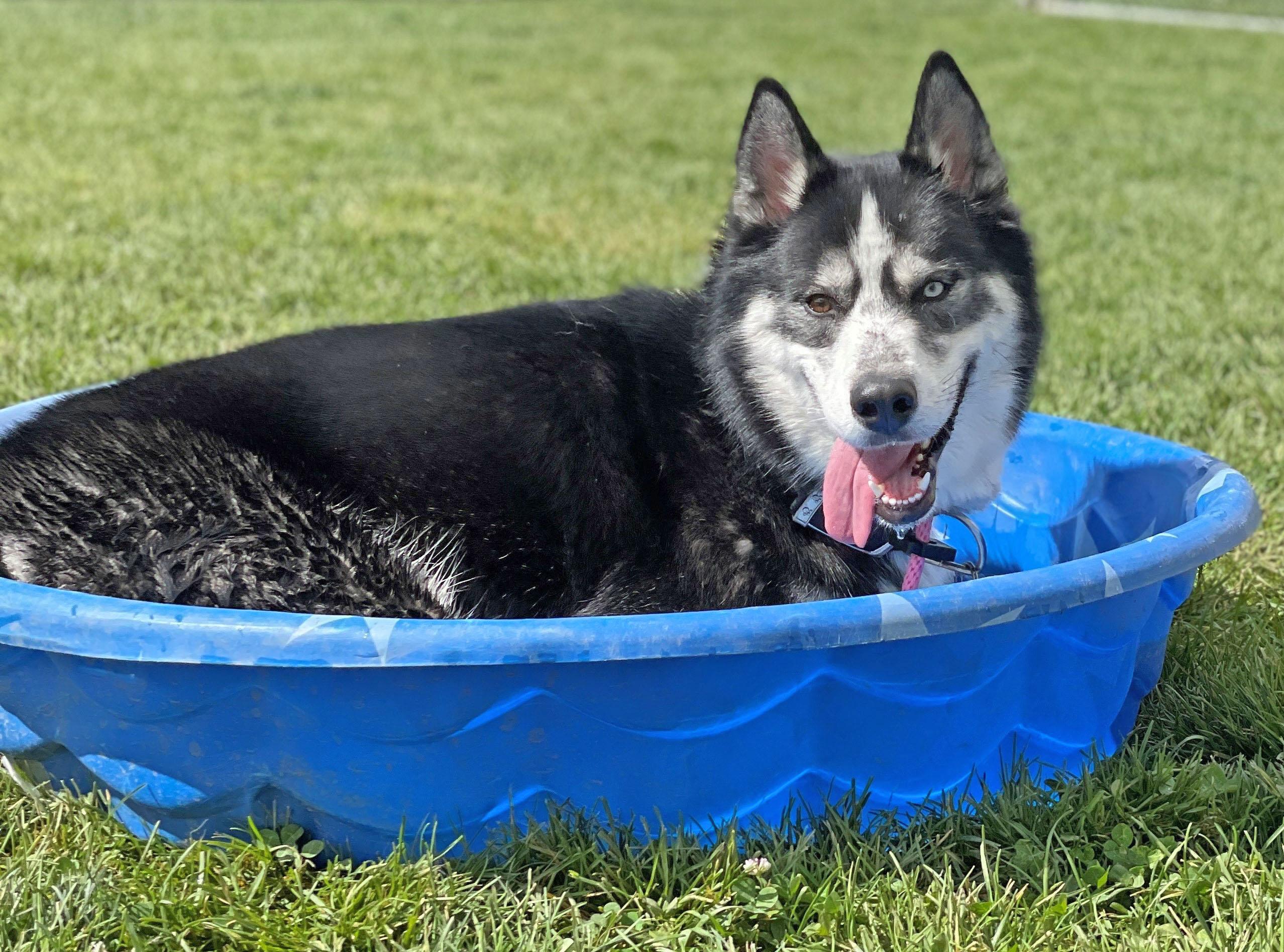 Seth, a Adoptable Siberian Husky in Boise, ID image 4/6