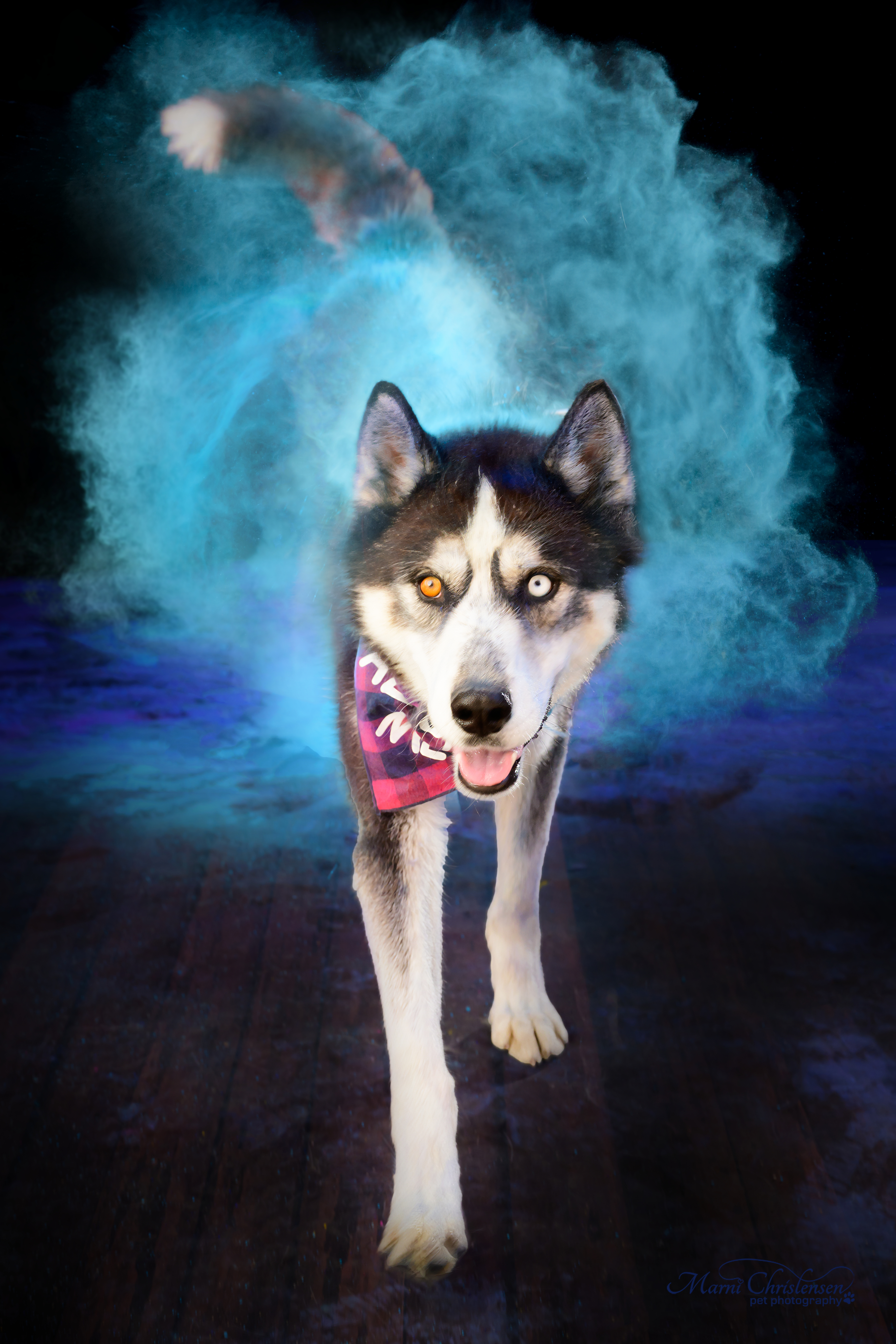 Seth, Adoptable, Adult Male Siberian Husky.