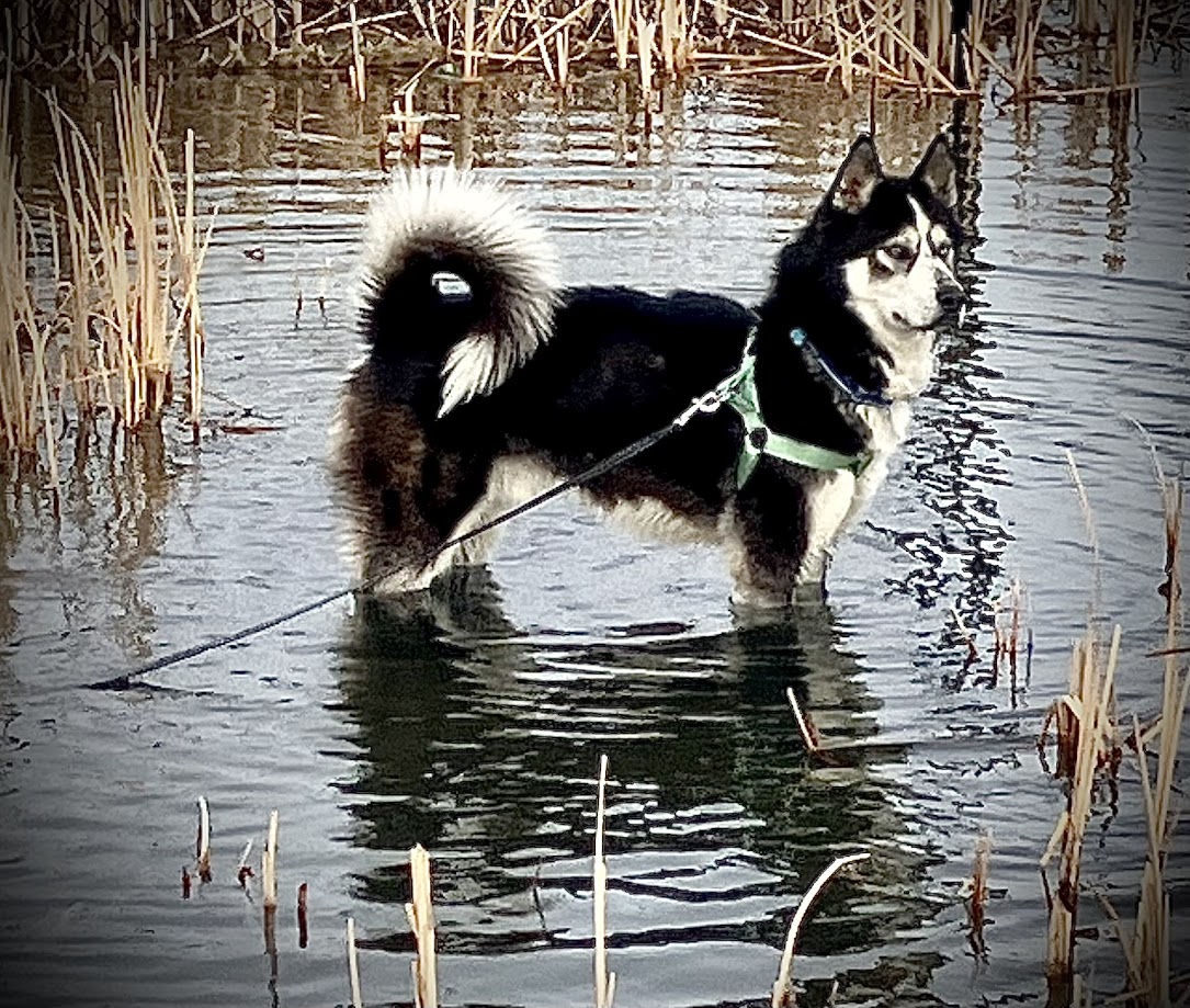 Enlarge Seth, a Adoptable Siberian Husky in Boise, ID image 2/5
