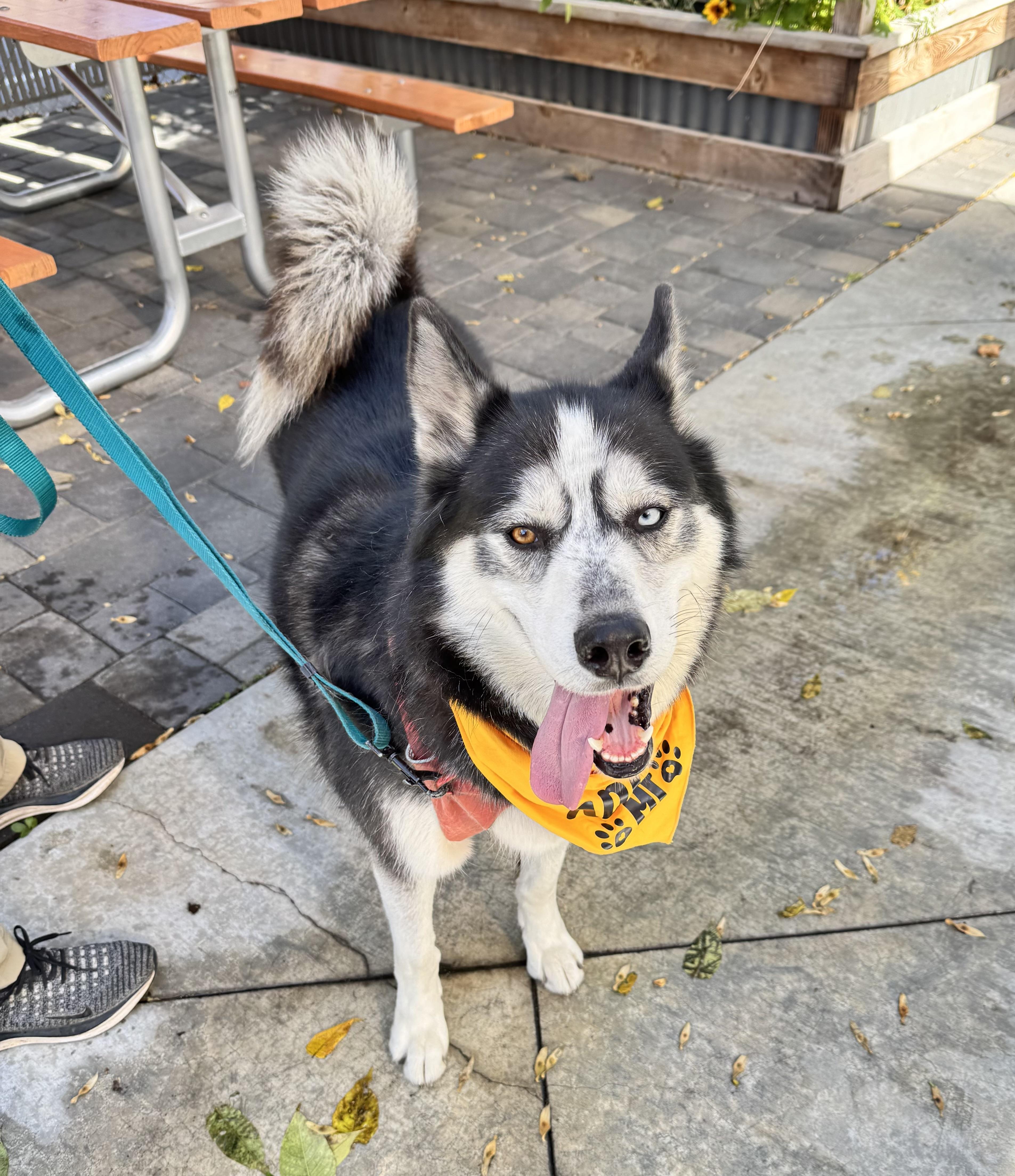 Seth, Adoptable, Adult Male Siberian Husky.
