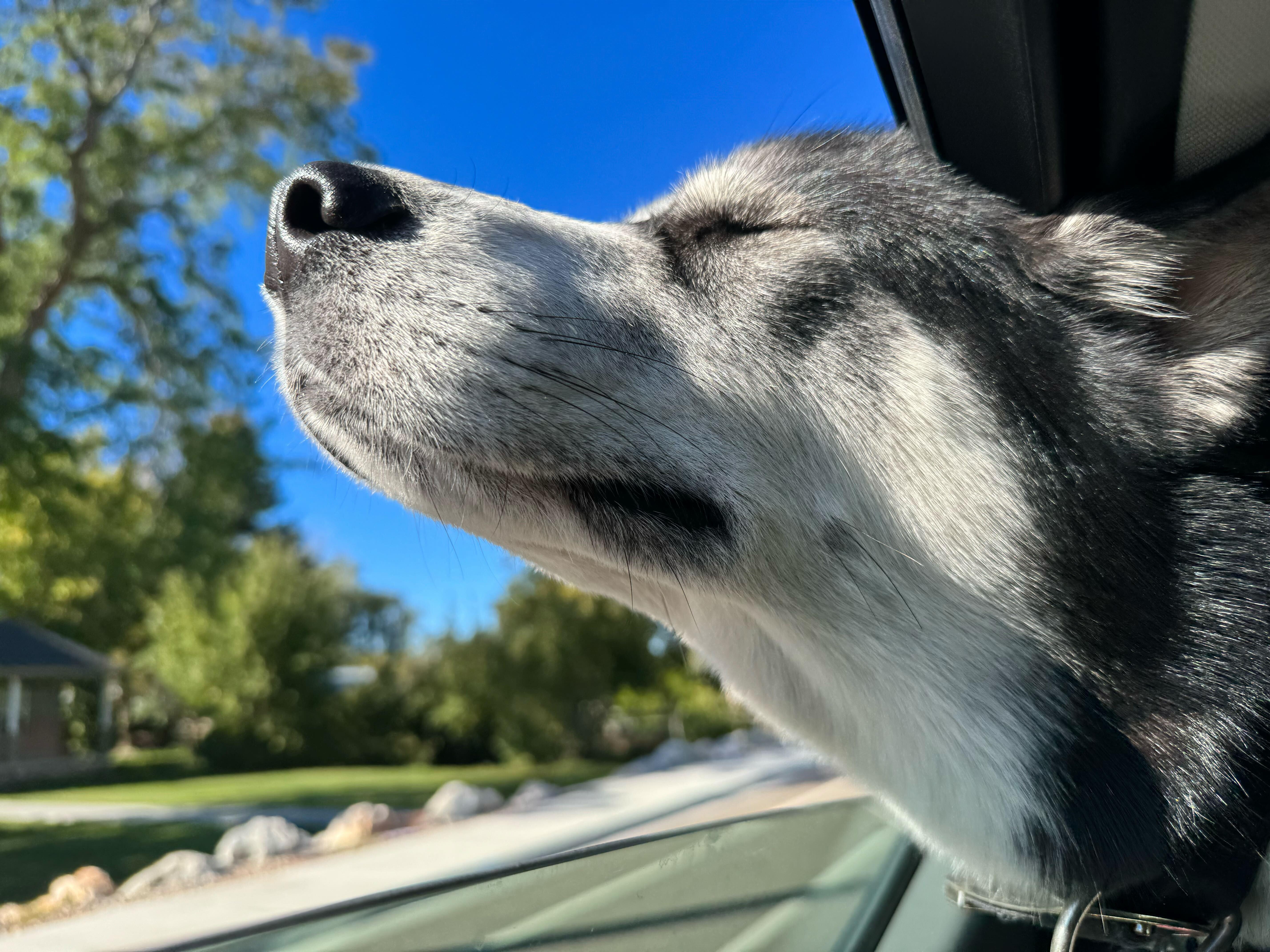 Seth, a Adoptable Siberian Husky in Boise, ID image 3/6
