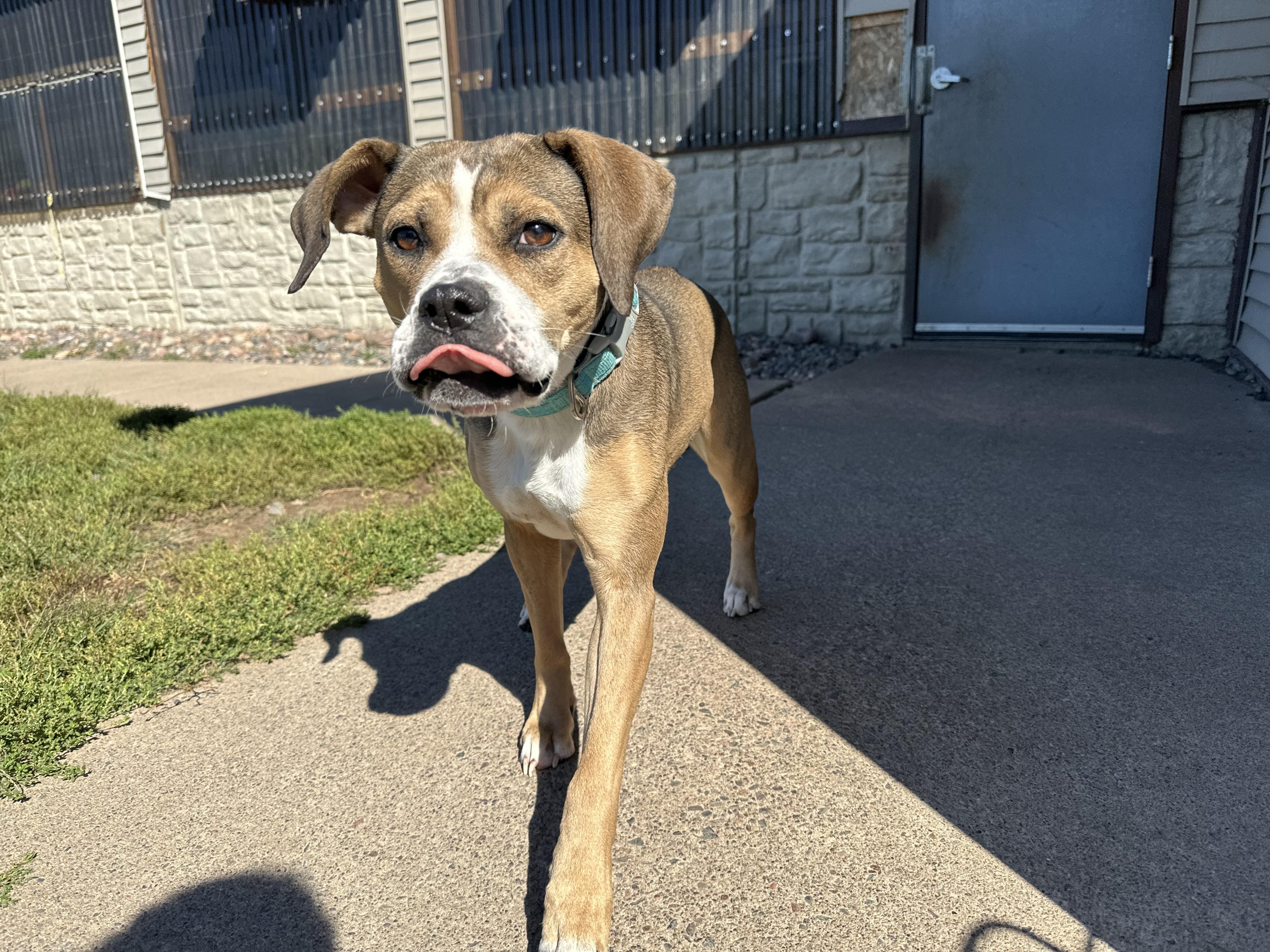 Enlarge Lucy Gray, a Adoptable Pit Bull Terrier in Chippewa Falls, WI image 1/3