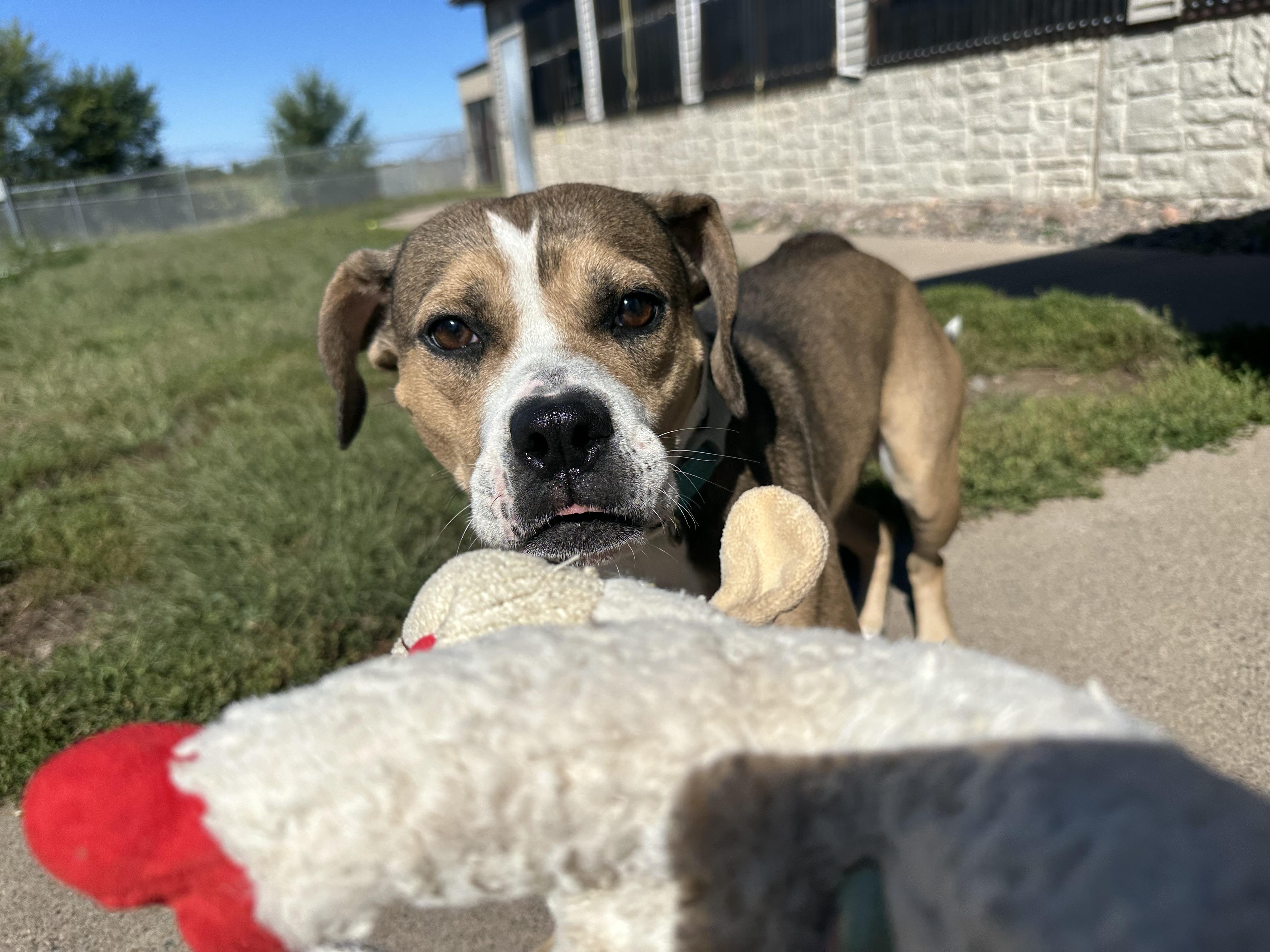 Enlarge Lucy Gray, a Adoptable Pit Bull Terrier in Chippewa Falls, WI image 2/3