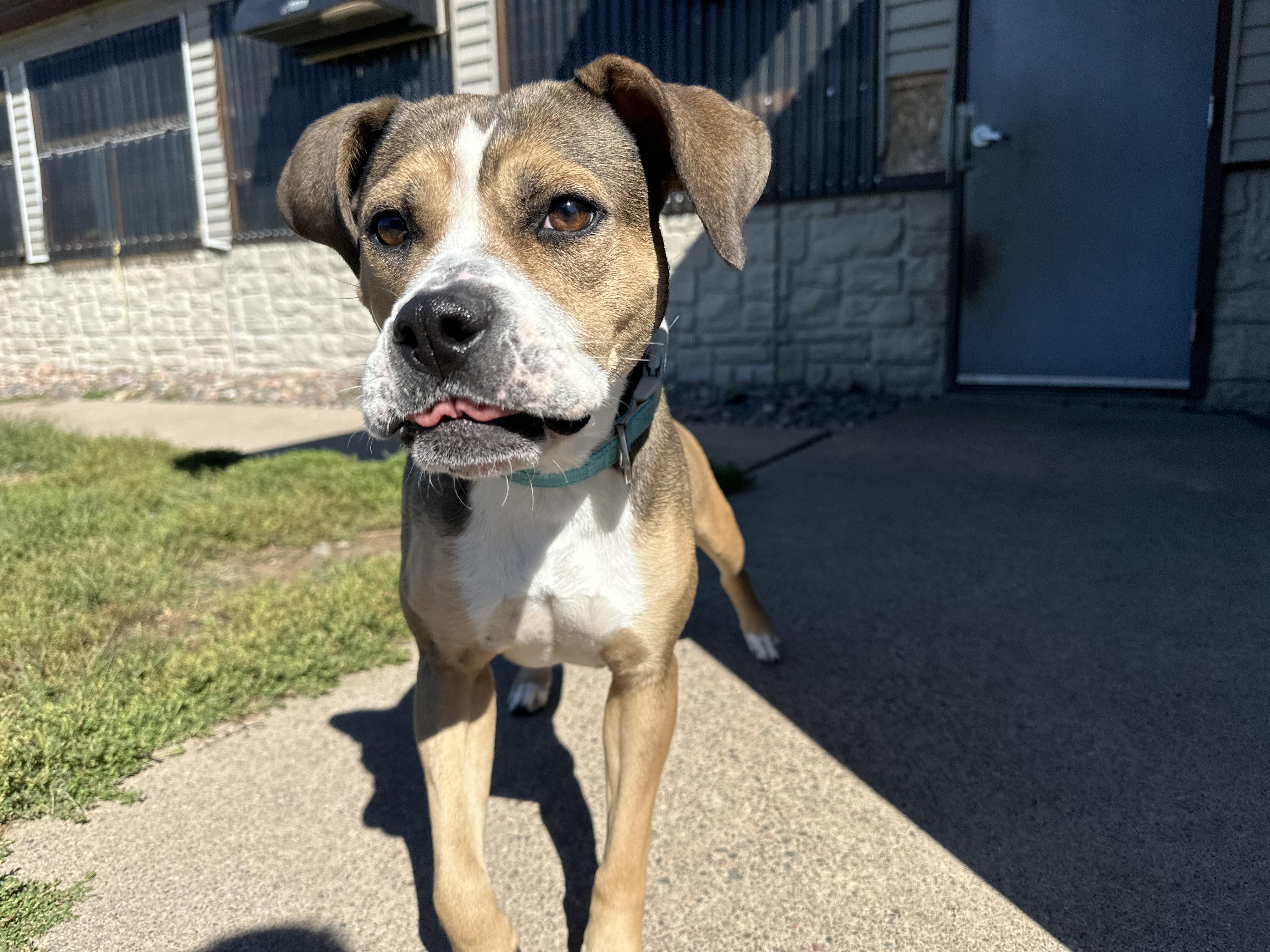 Enlarge Lucy Gray, a Adoptable Pit Bull Terrier in Chippewa Falls, WI image 3/3