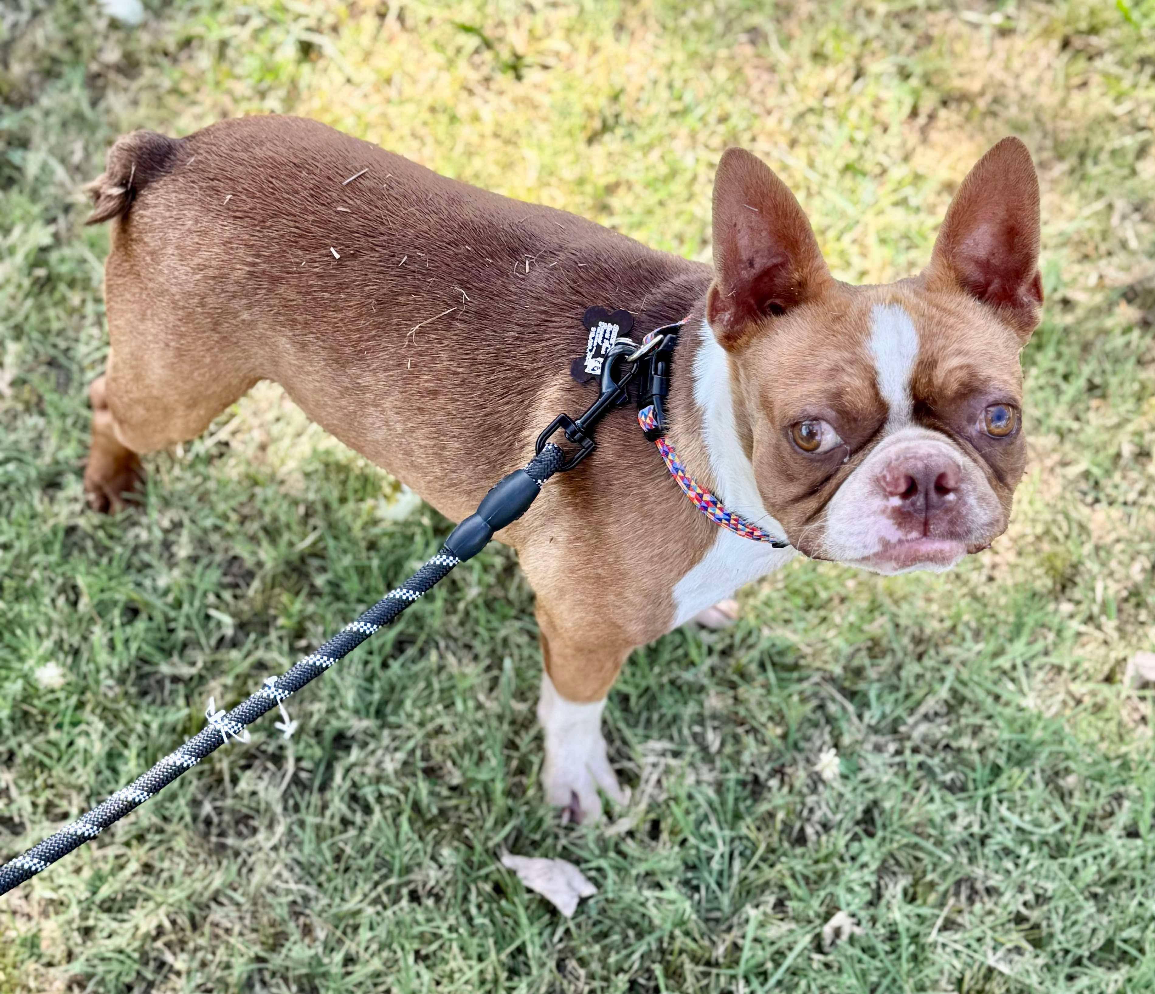 Lucas, Adoptable, Adult Male Boston Terrier.