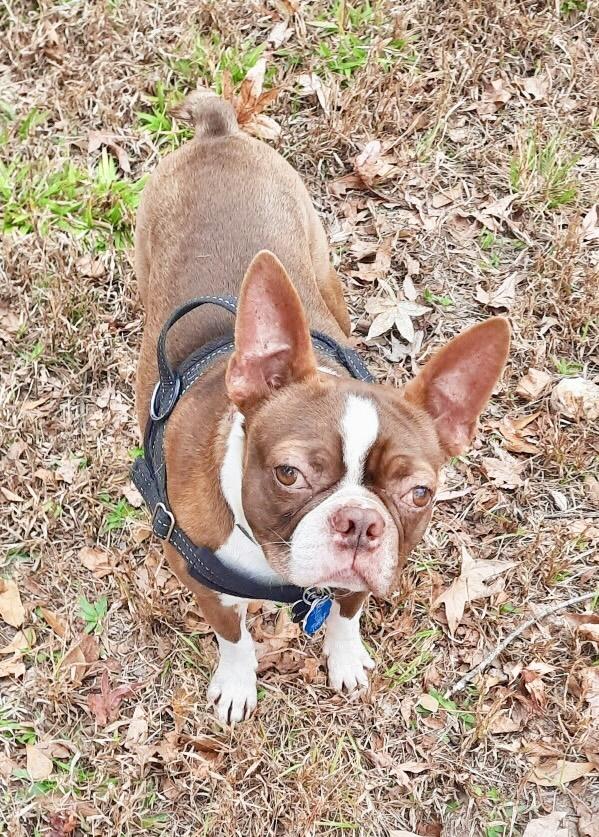 Enlarge Lucas, a Adoptable Boston Terrier in Muskogee, OK image 3/6