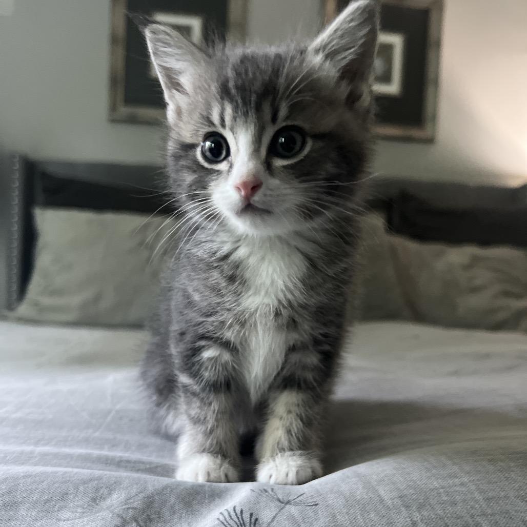Kano, a Adoptable Domestic Short Hair in Redmond, WA image 1/2