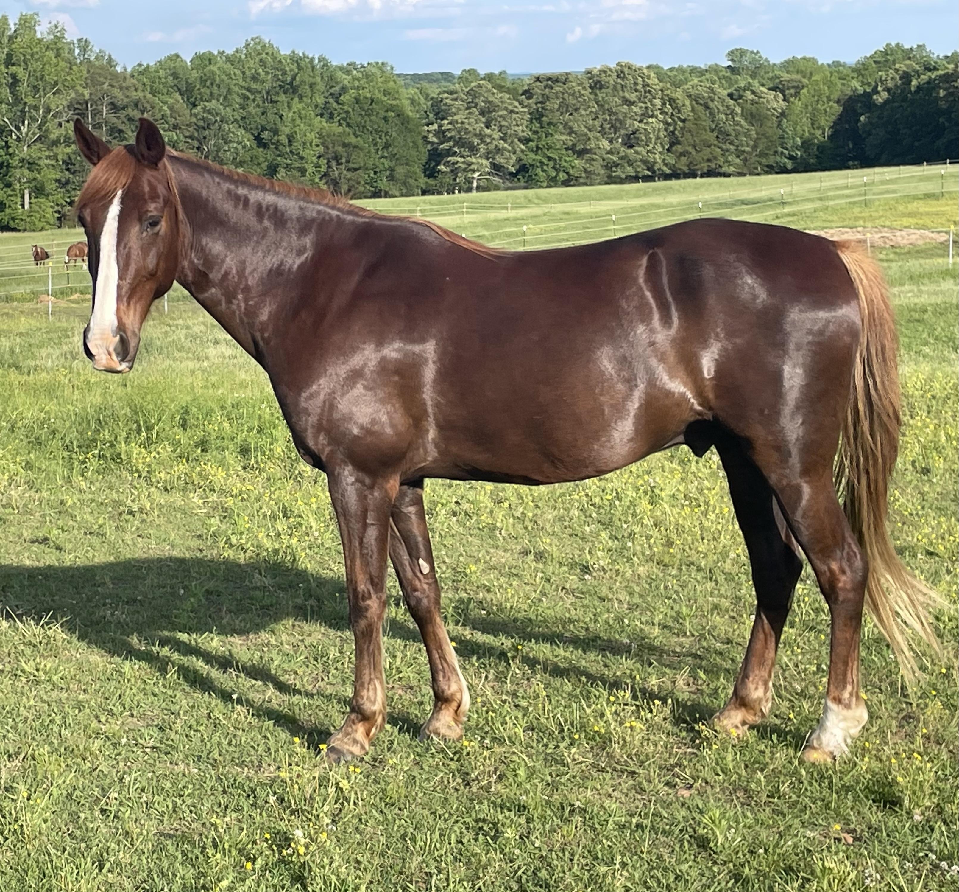 Chance, Adoptable, Adult Male Tennessee Walker.