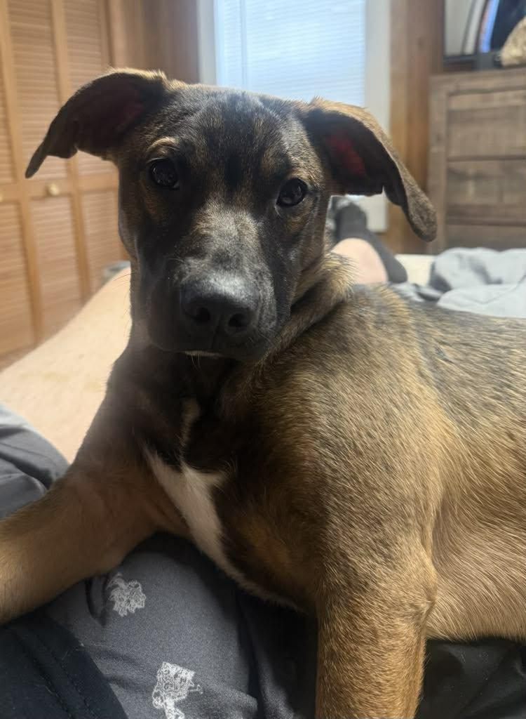 Clyde, Adoptable, Puppy Male Spaniel.