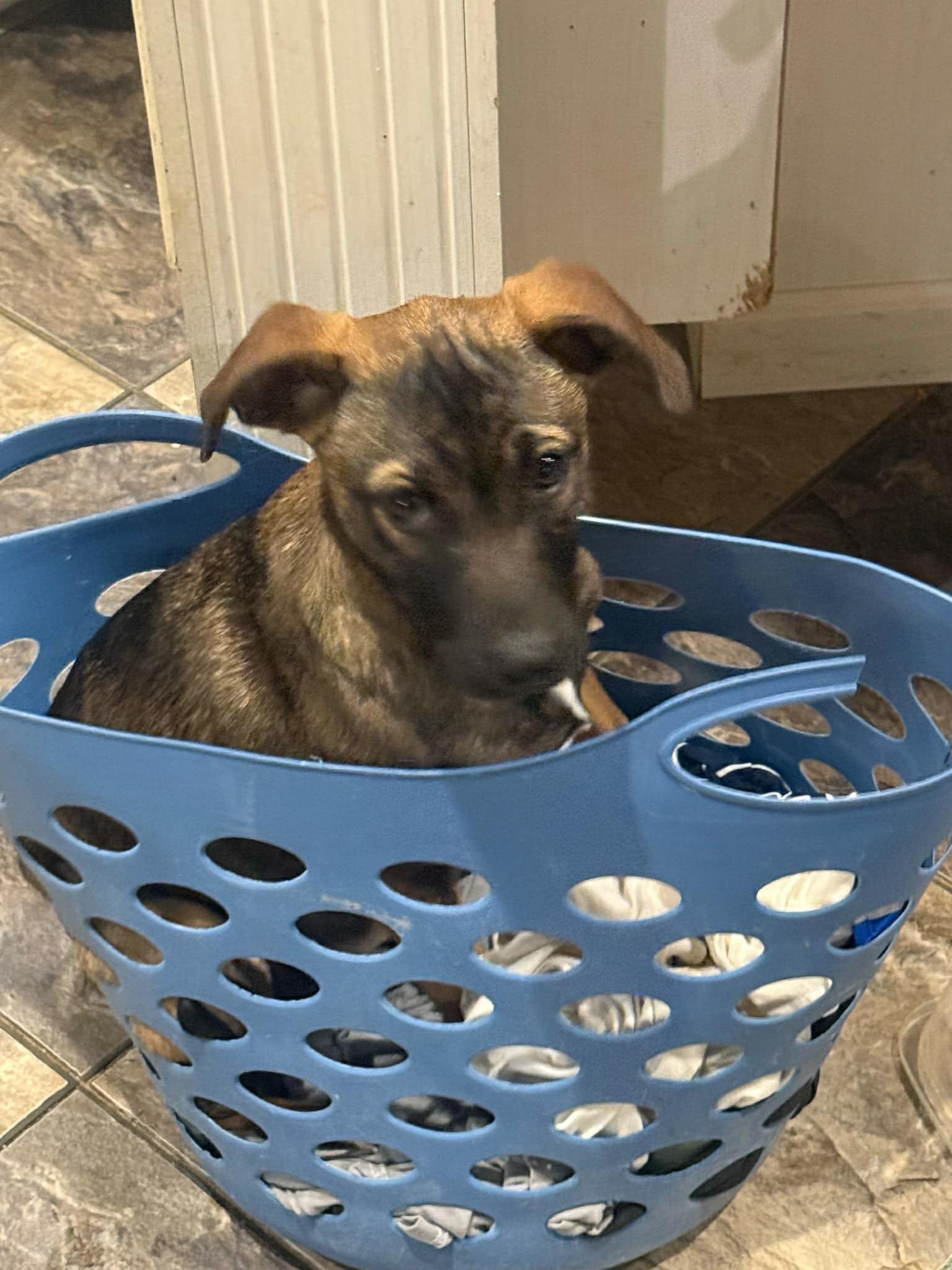 Enlarge Clyde, a Adoptable Spaniel in Bradenton, FL image 5/6