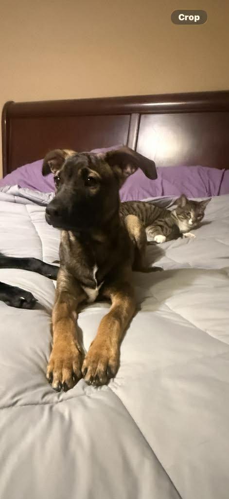 Enlarge Clyde, a Adoptable Spaniel in Bradenton, FL image 6/6