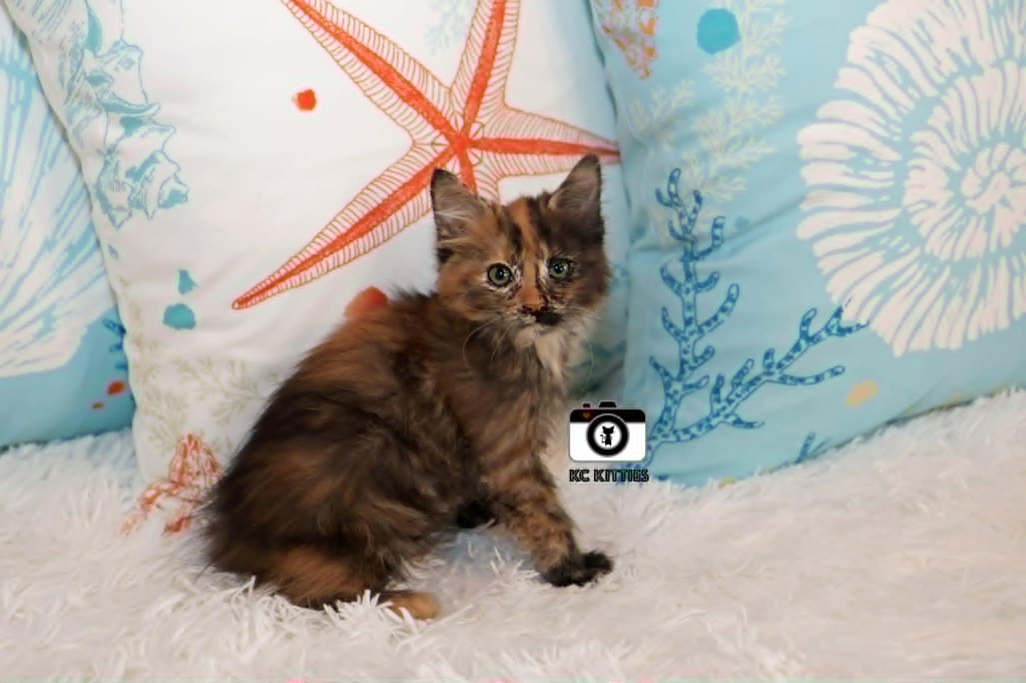 Rogue, an adopted Domestic Medium Hair in Overland Park, KS image 5/6