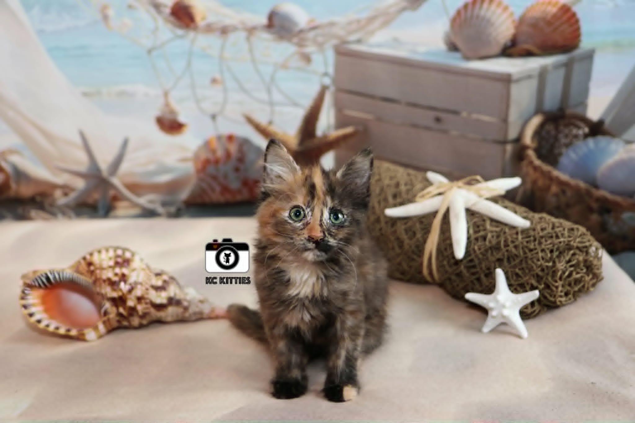 Rogue, an adopted Domestic Medium Hair in Overland Park, KS image 3/6