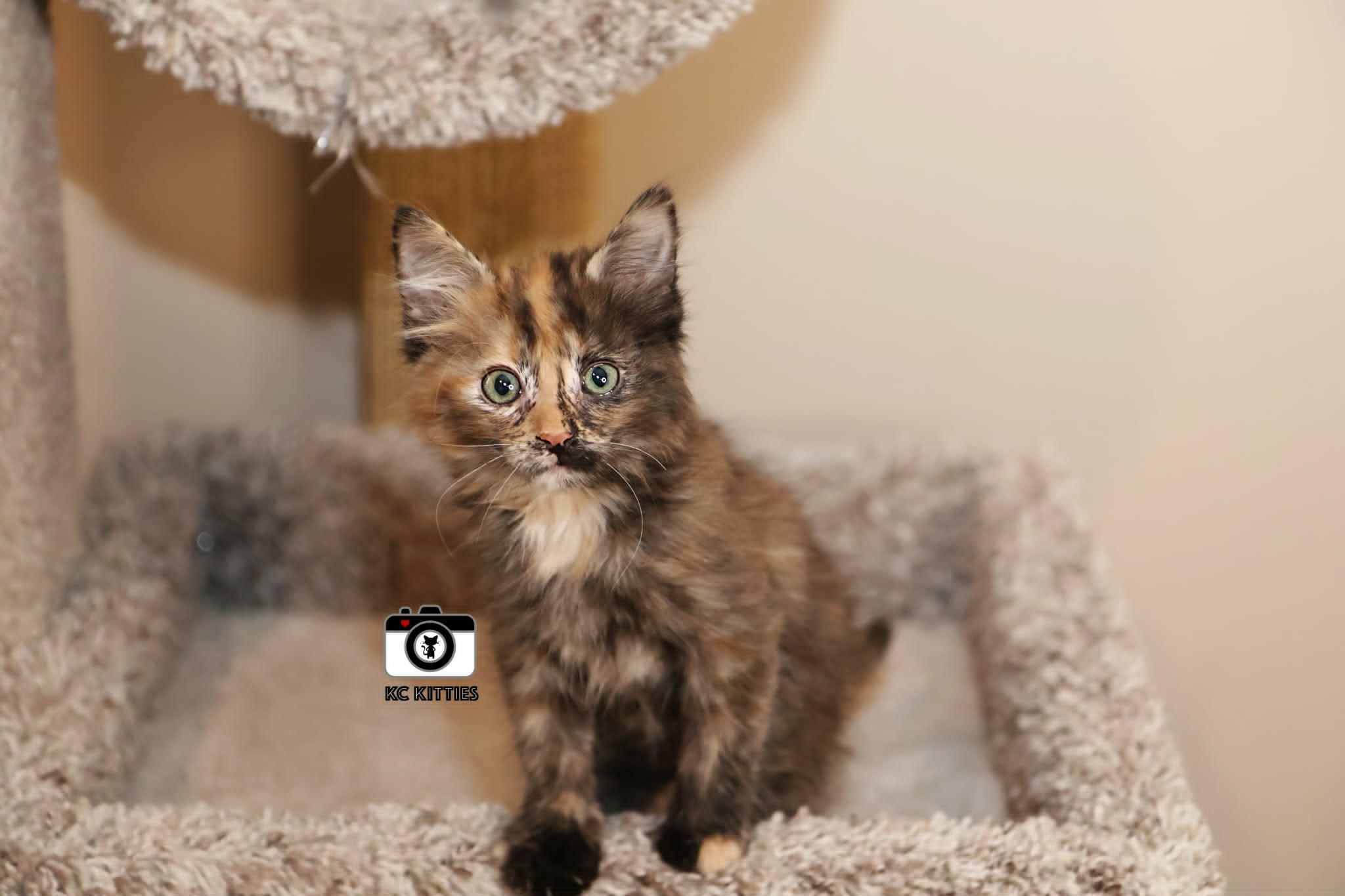 Rogue, an adopted Domestic Medium Hair in Overland Park, KS image 6/6