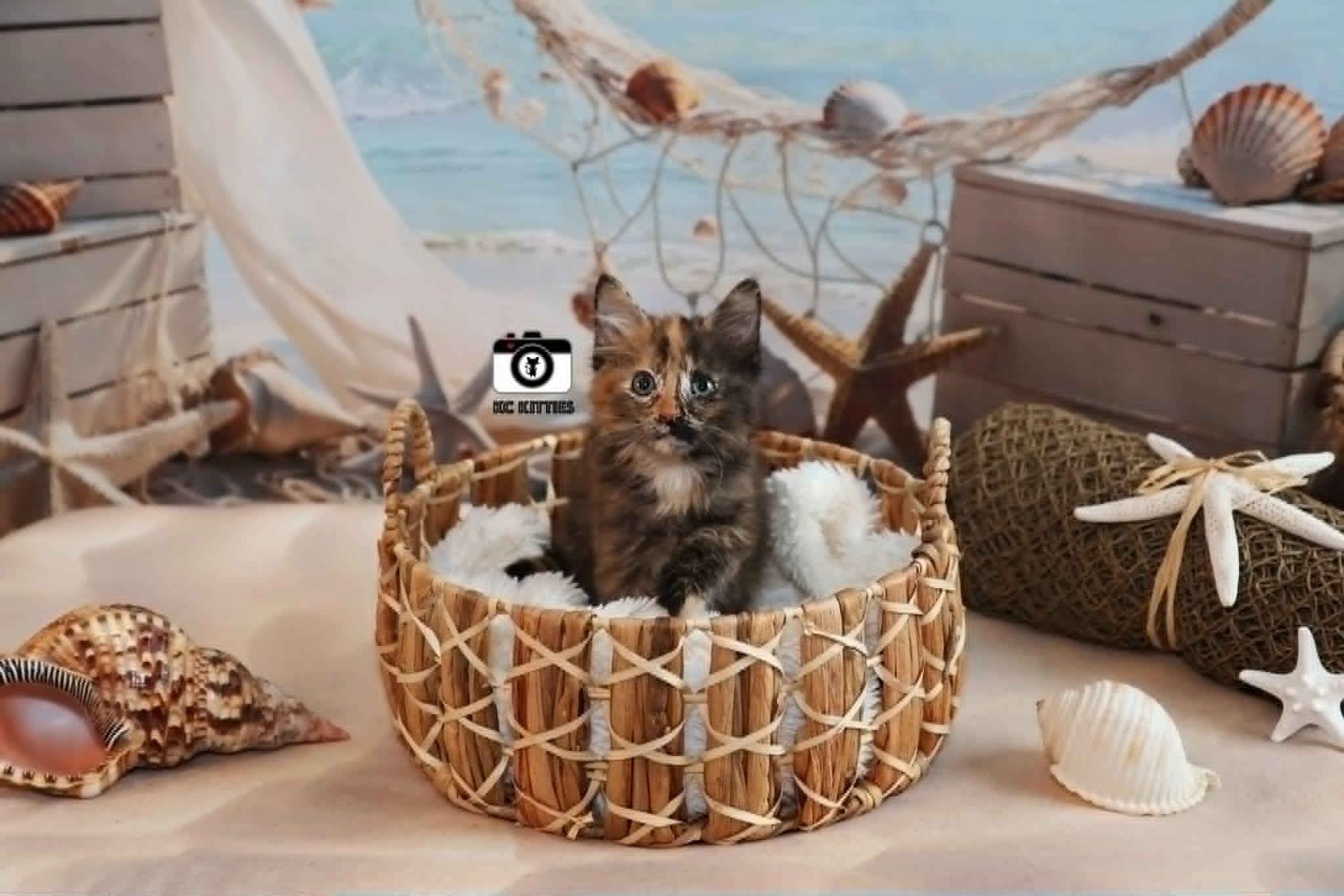 Rogue, an adopted Domestic Medium Hair in Overland Park, KS image 2/6