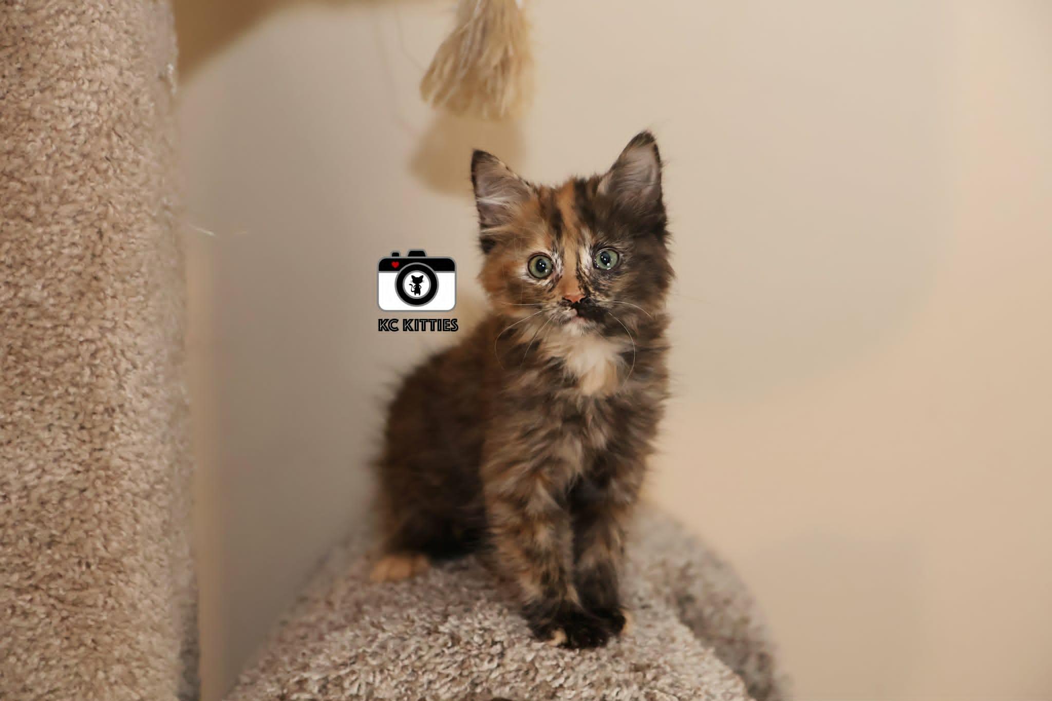 Rogue, an adopted Domestic Medium Hair in Overland Park, KS image 1/6