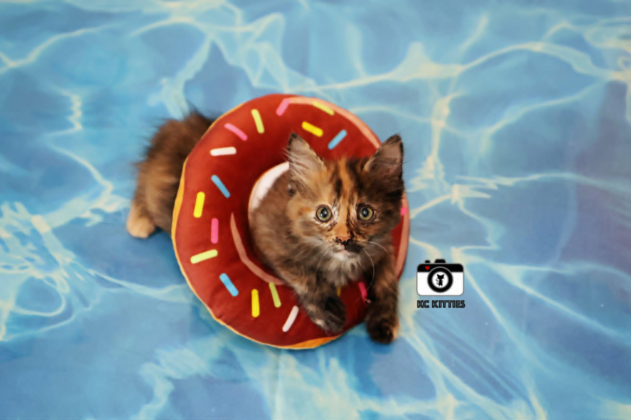 Rogue, an adopted Domestic Medium Hair in Overland Park, KS image 4/6
