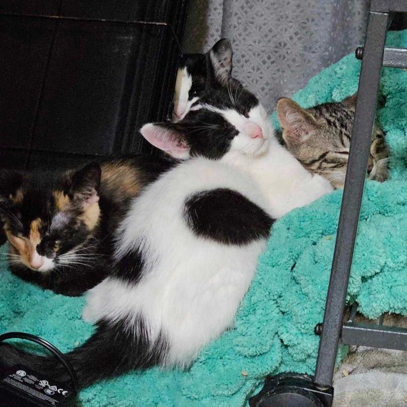 Enlarge A TootyTa, a Adoptable Domestic Short Hair in Burton, MI image 2/3