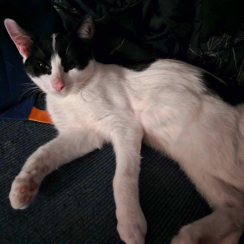 Enlarge A TootyTa, a Adoptable Domestic Short Hair in Burton, MI image 3/3