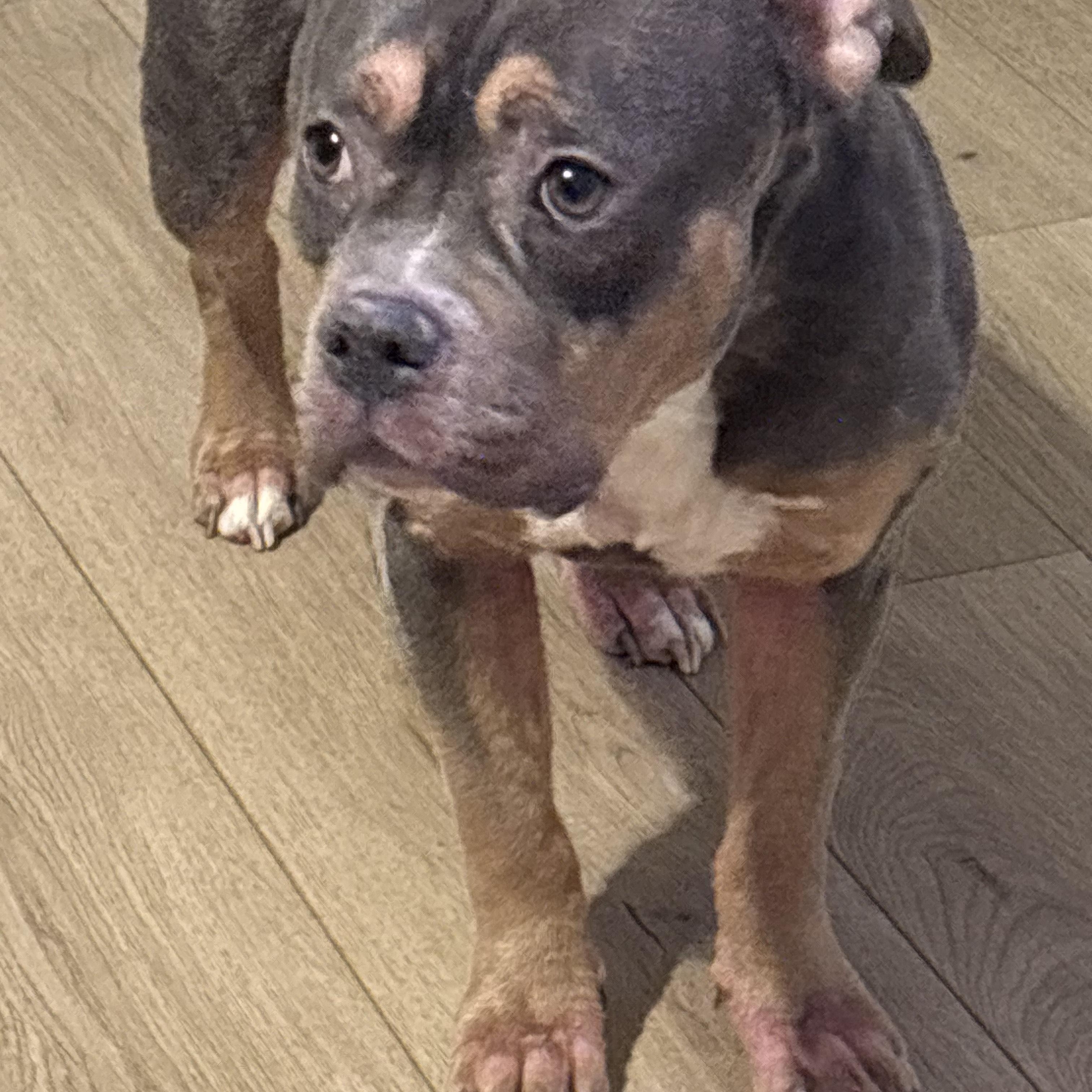 SAGE, ADOPTABLE, Adult Female American Bully.