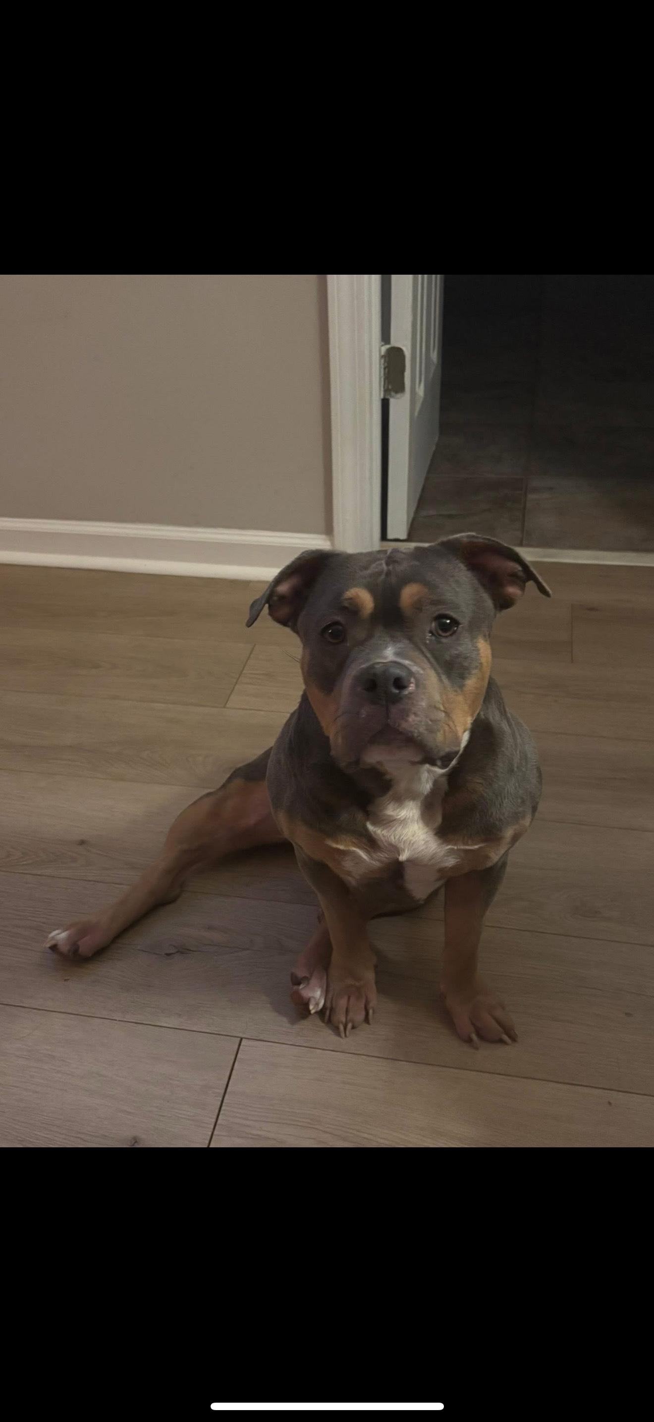 SAGE, ADOPTABLE, Adult Female American Bully.