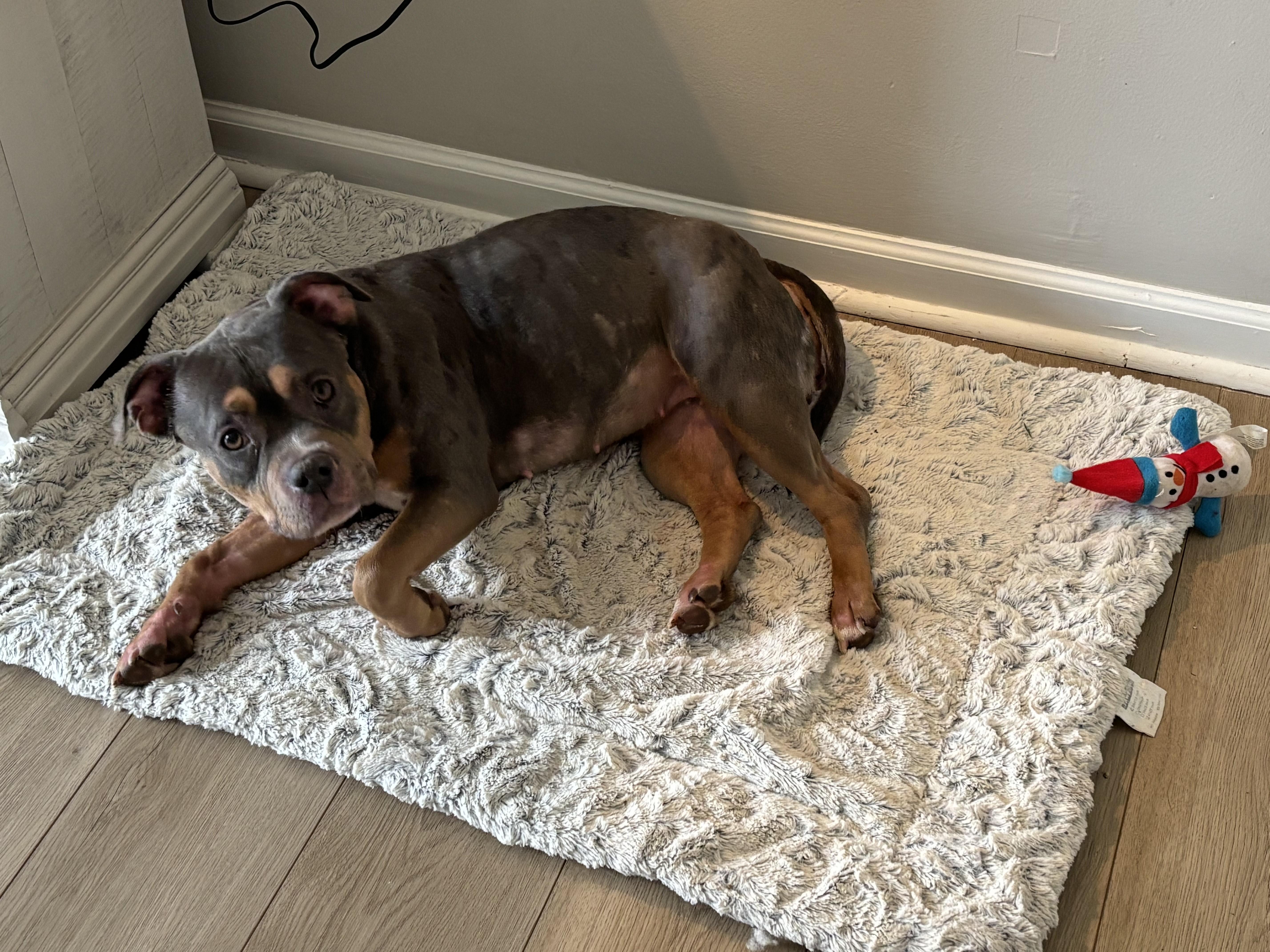 Enlarge SAGE, a ADOPTABLE American Bully in Newborn, GA image 2/2