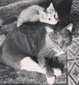 Enlarge Thomas Sven O' Meowly (Thomas or Sven) , a Adopted Domestic Short Hair in Waverly, AL image 1/1
