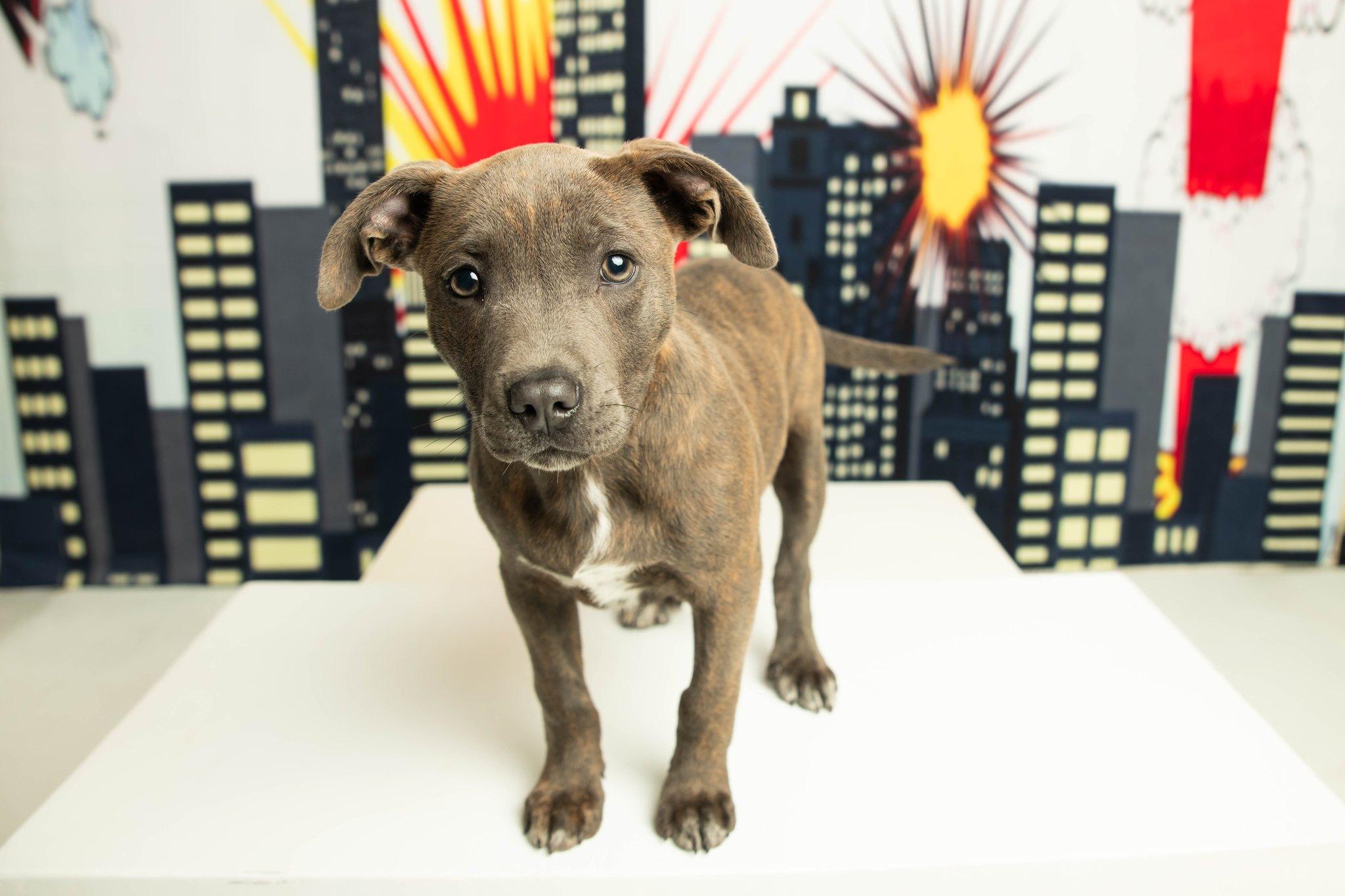 Sprout, Baby Male Pit Bull Terrier