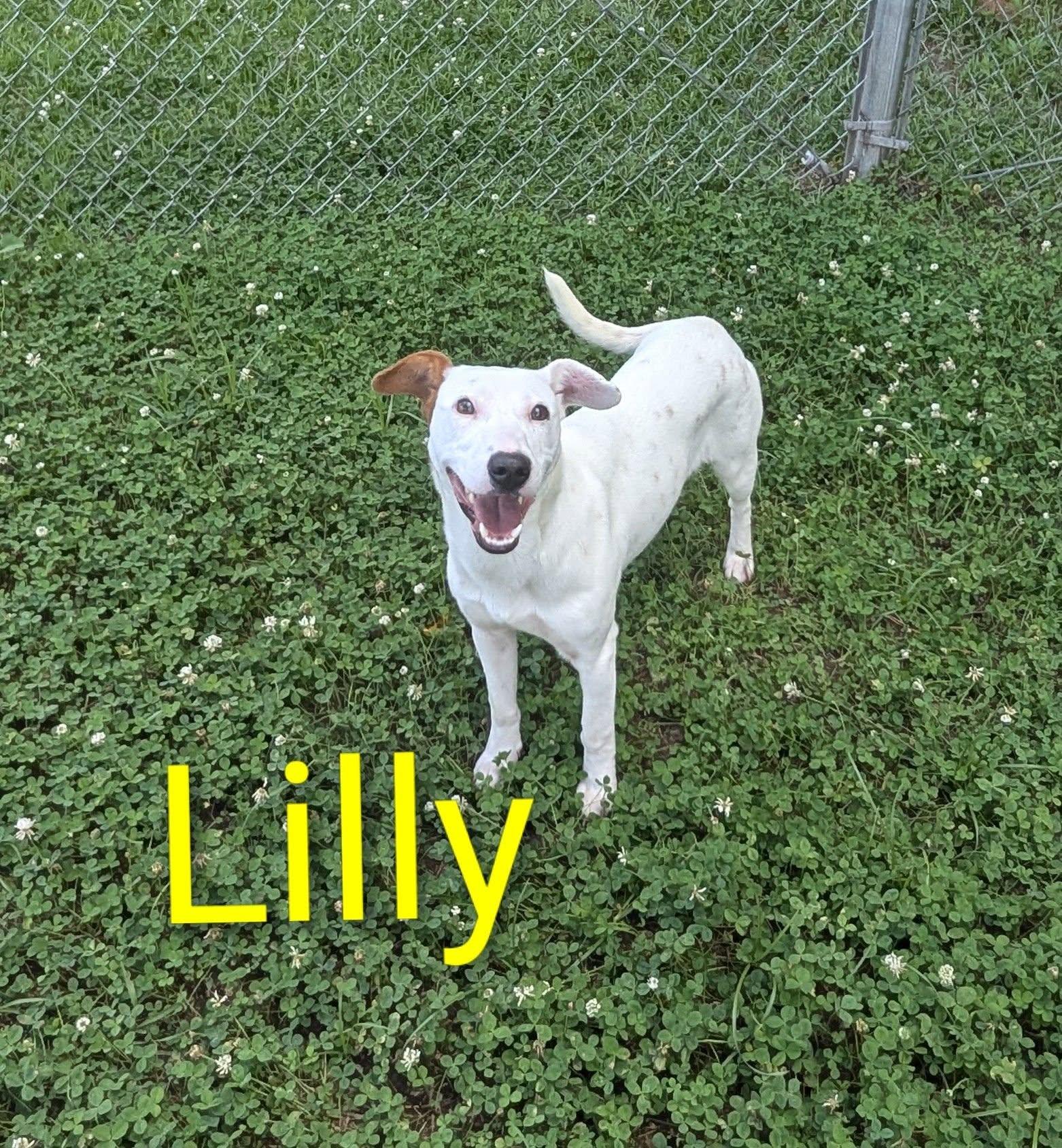 Lilly, adopted, Young Female Mixed Breed.