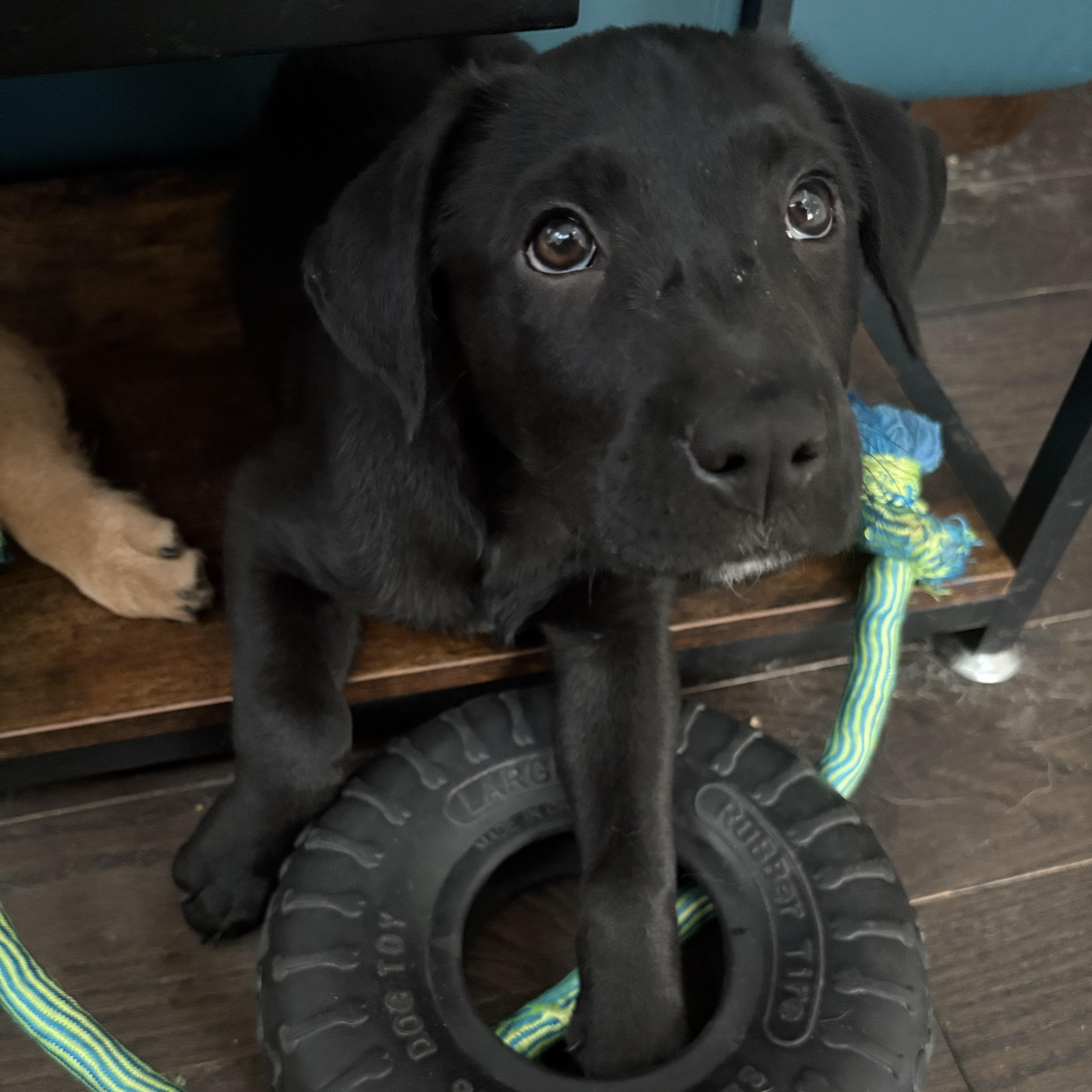 Enlarge Nanook, a ADOPTABLE mixed breed in Flintstone, GA image 2/4