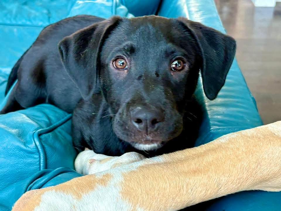 Enlarge Nanook, a ADOPTABLE mixed breed in Flintstone, GA image 1/5