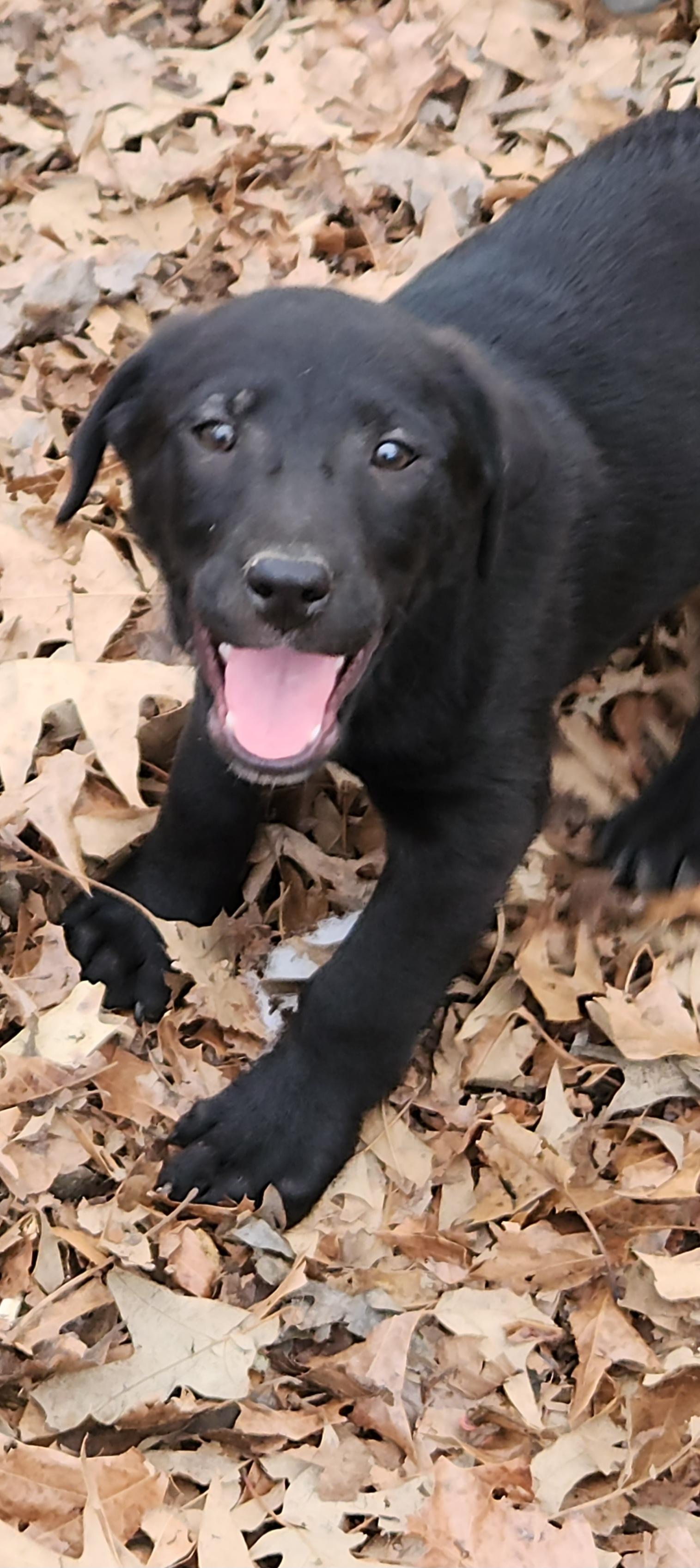 Nanook, ADOPTABLE, Puppy Male Labrador Retriever & Mixed Breed.